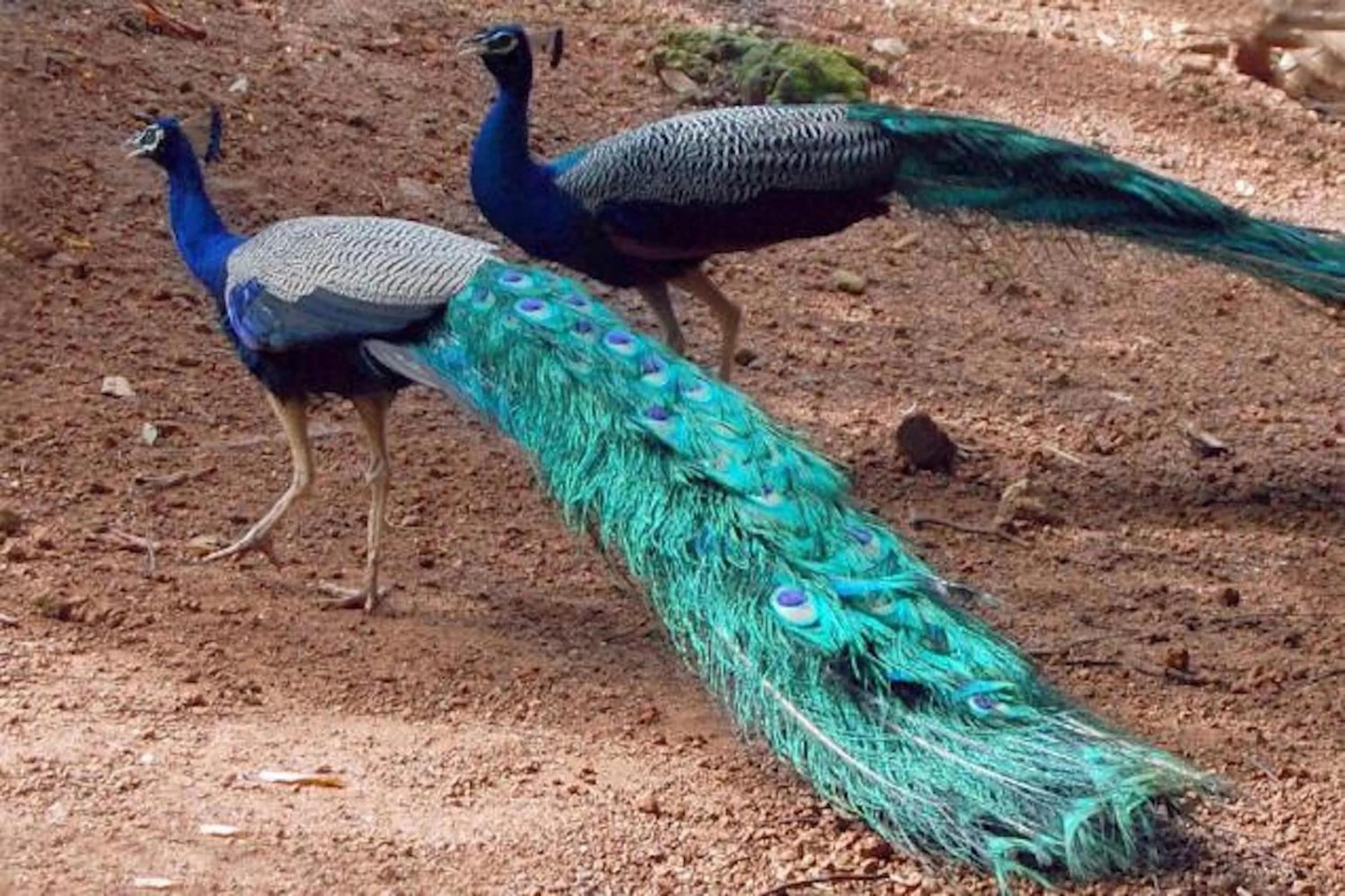 Garden in Hotel Golden Crown Laxman Jhula