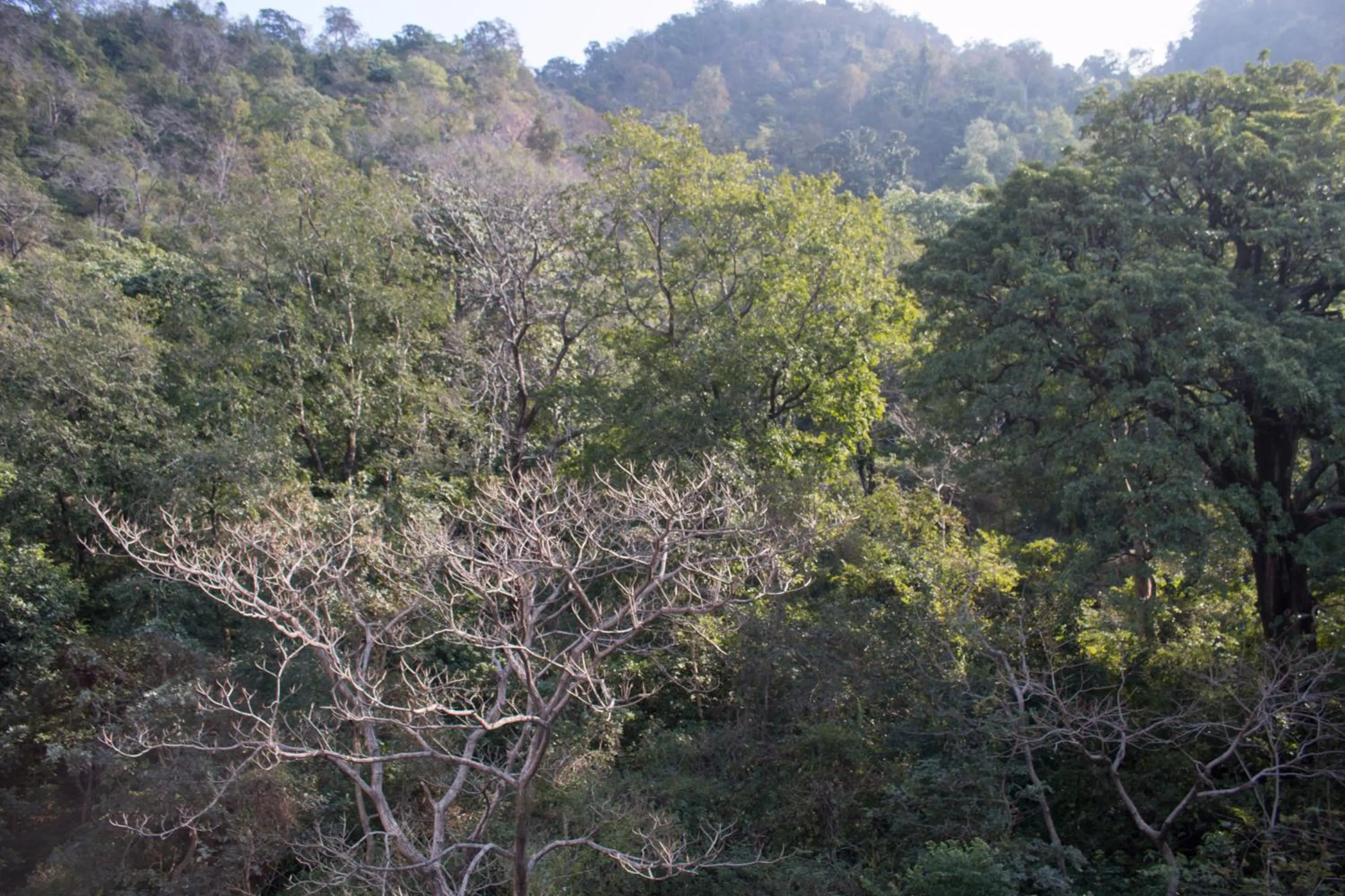 Natural landscape in Hotel Golden Crown Laxman Jhula