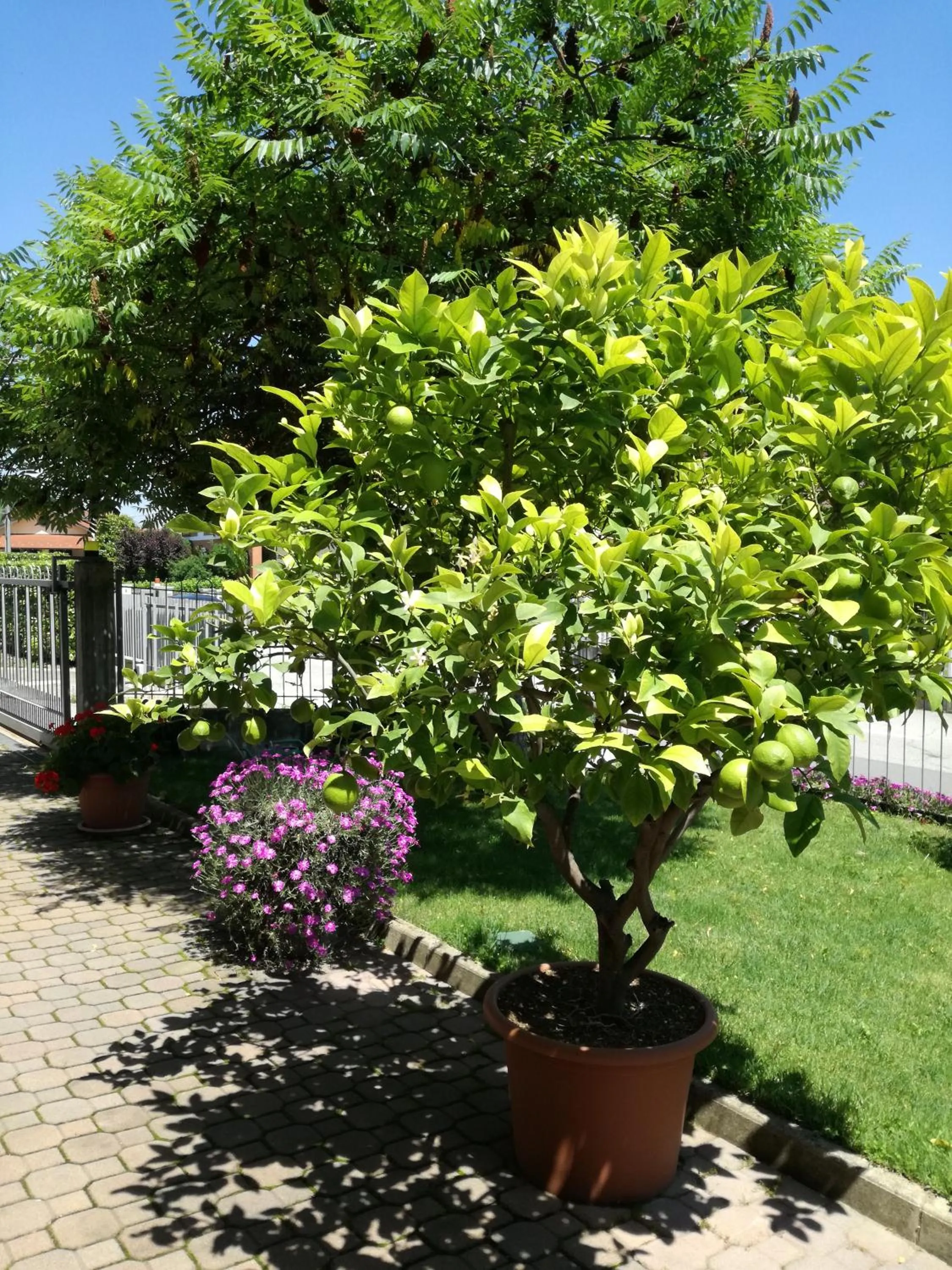 Garden in B&B Marzia