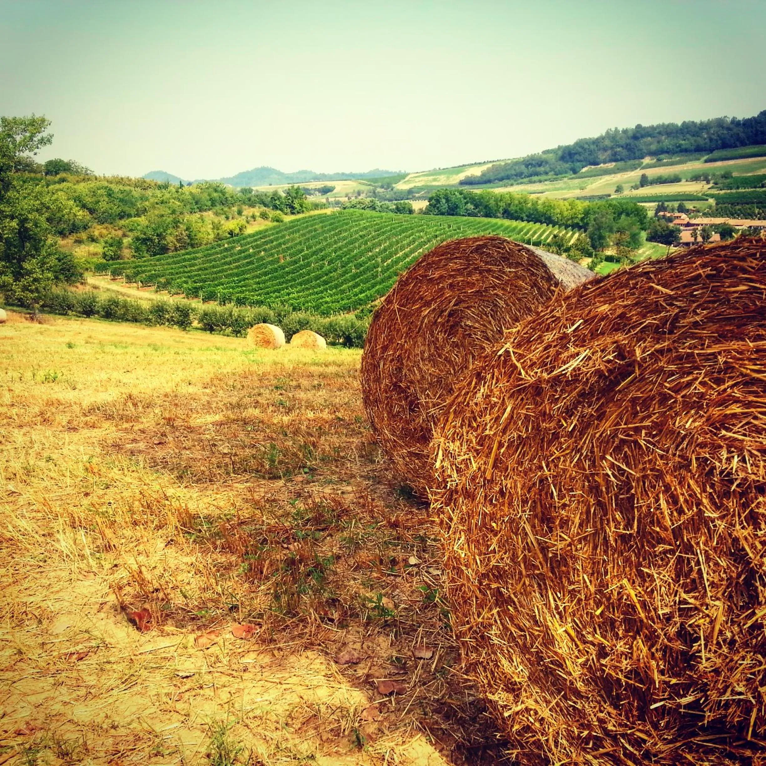 Natural landscape in Hotel Medea