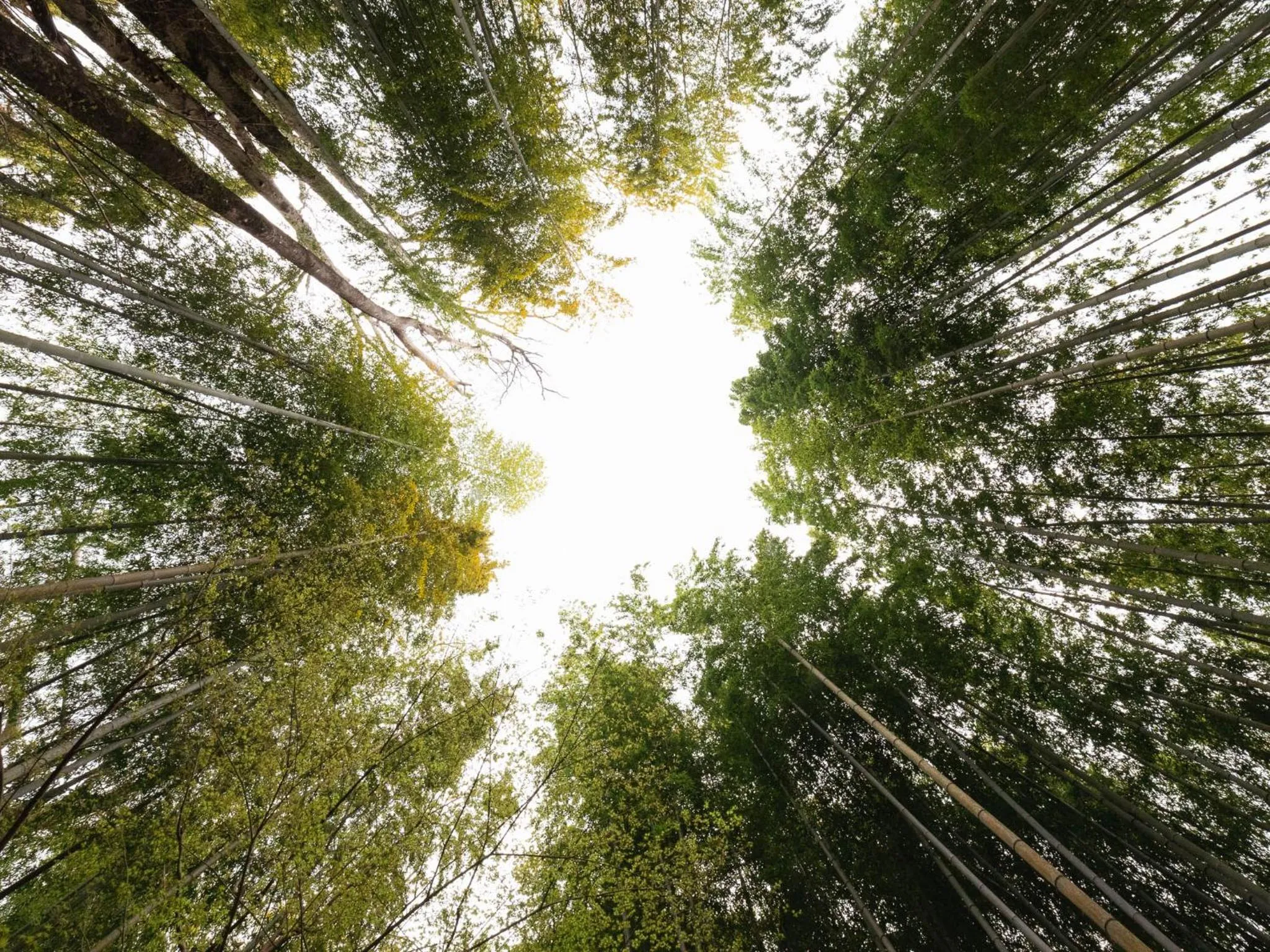 Nearby landmark in Shuzenji Onsen Hotel Takitei