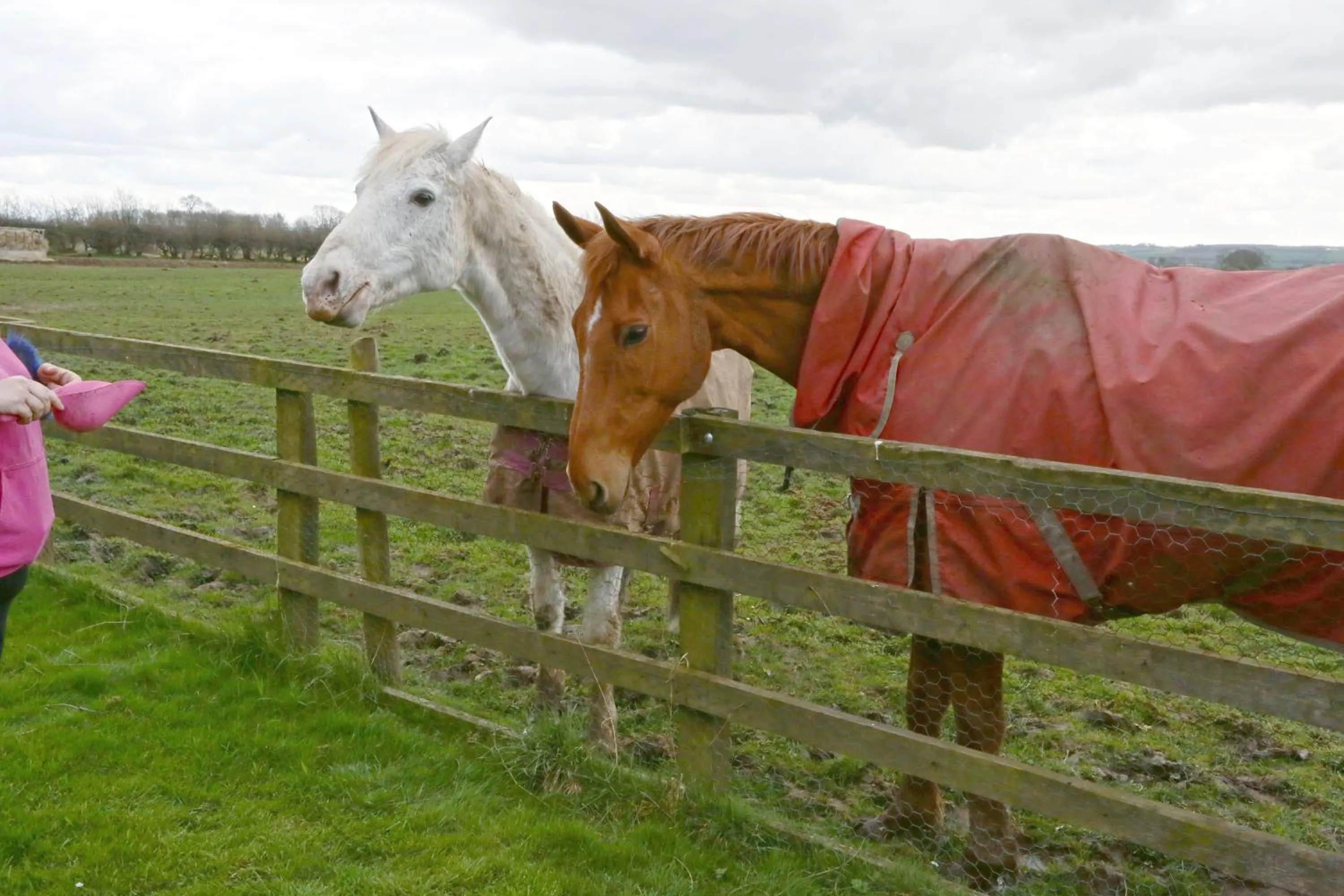 Pets in The Old Cart House
