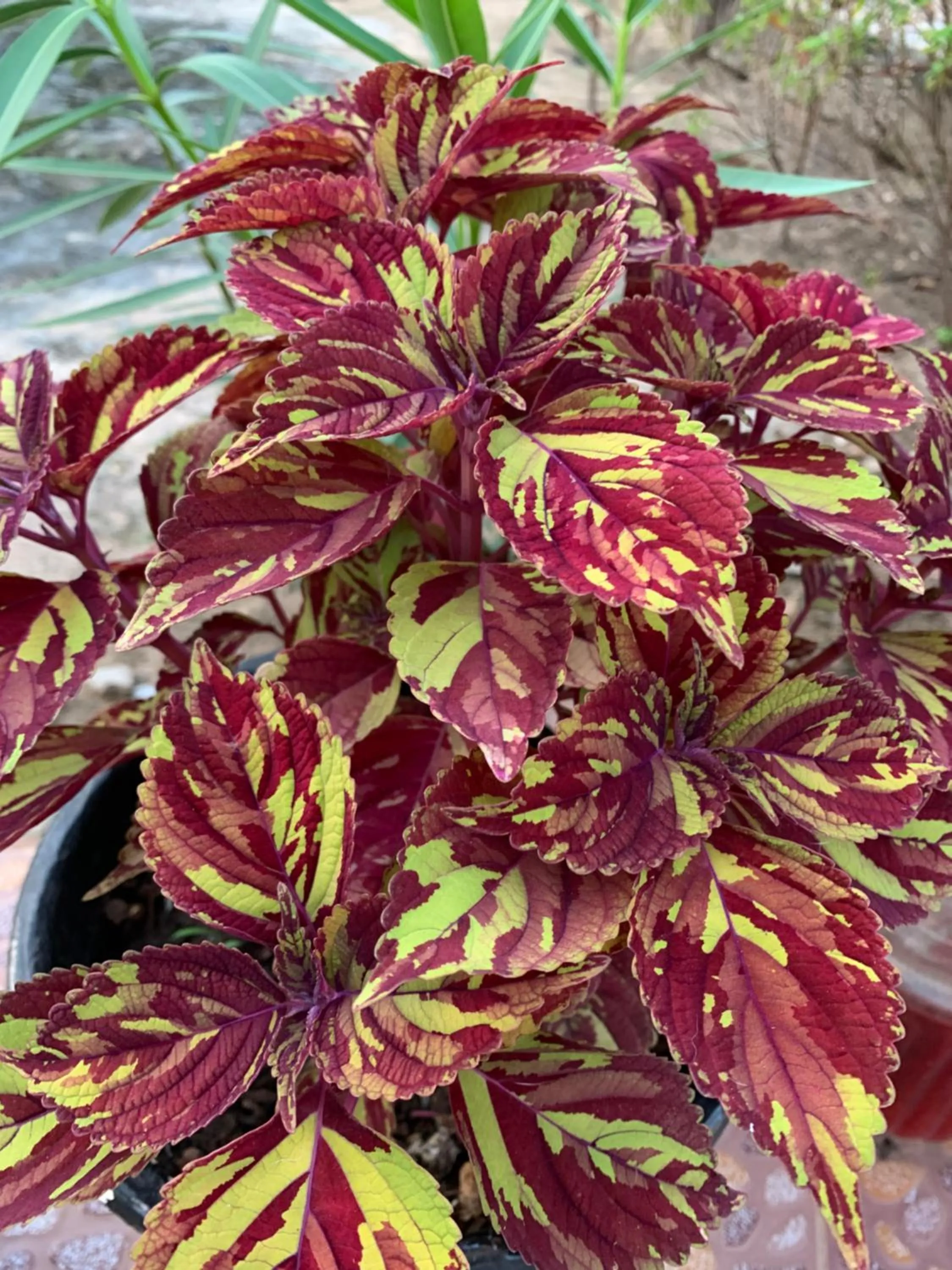 The Gunjur Project Lodge