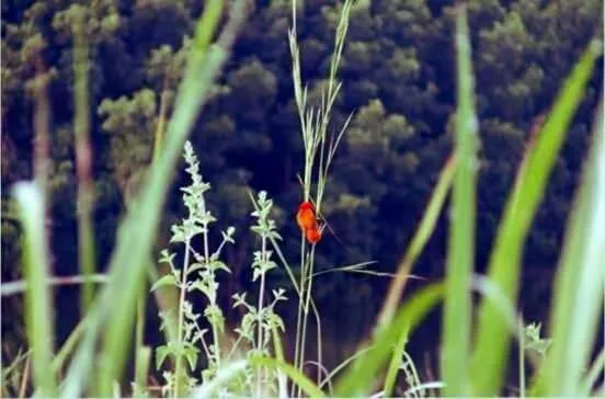 The Gunjur Project Lodge