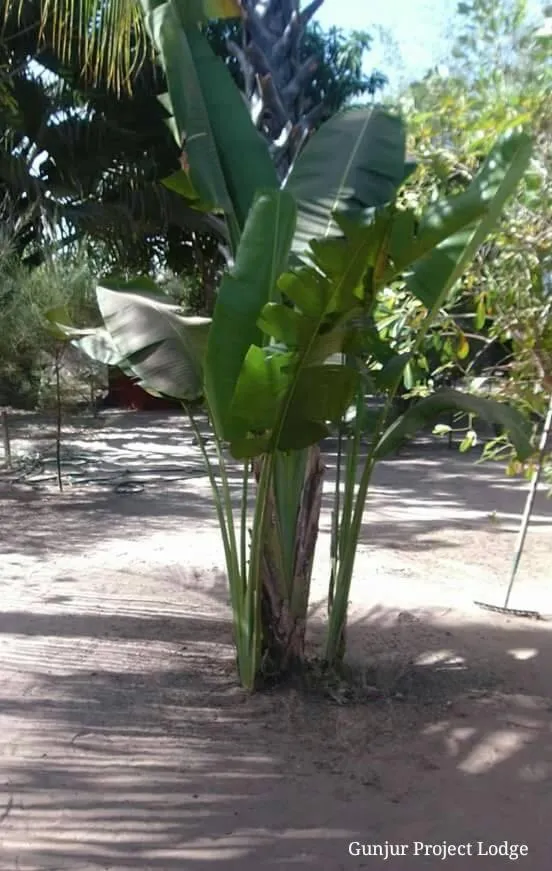 The Gunjur Project Lodge