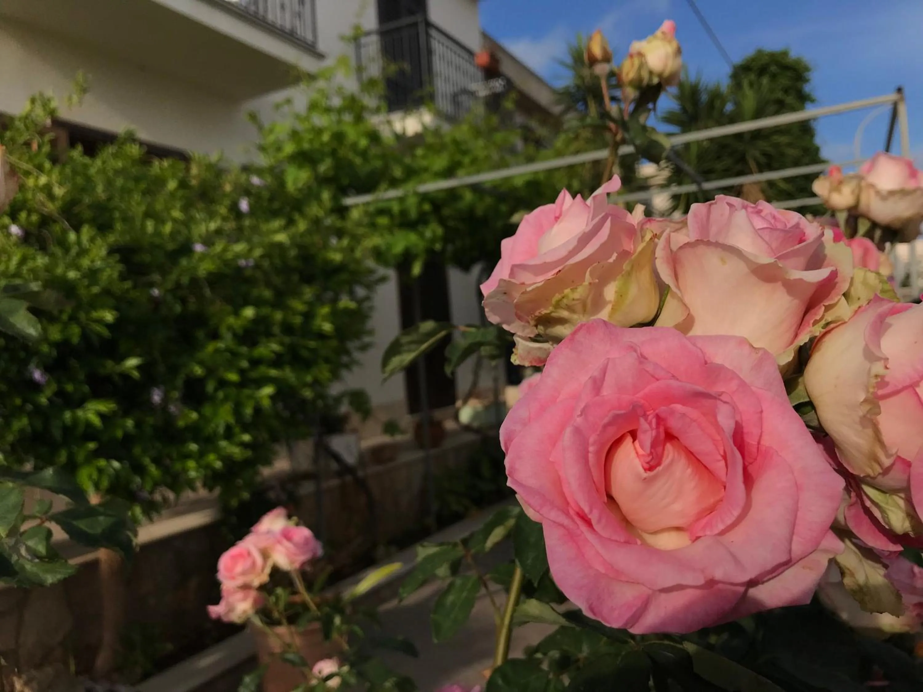 Garden in El Nur Bed & Breakfast