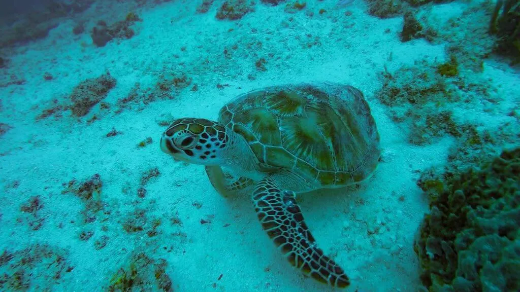 Animals in Casa Umoja