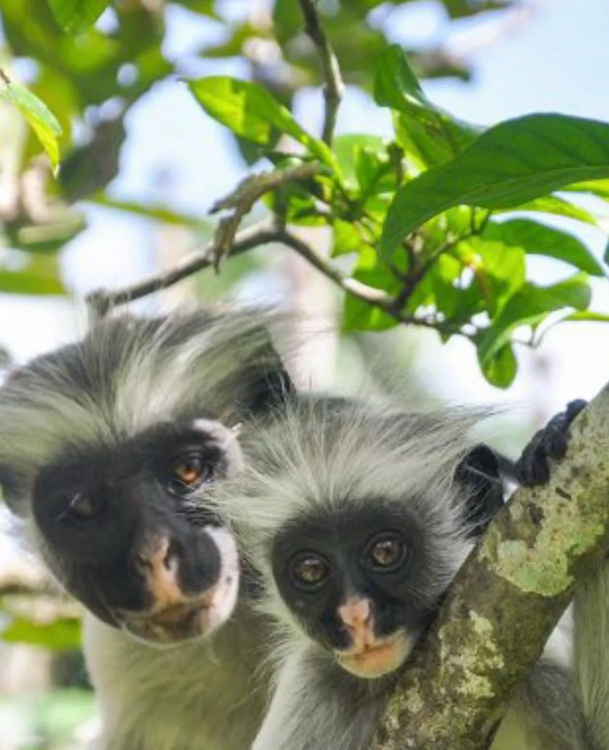 Animals in Casa Umoja