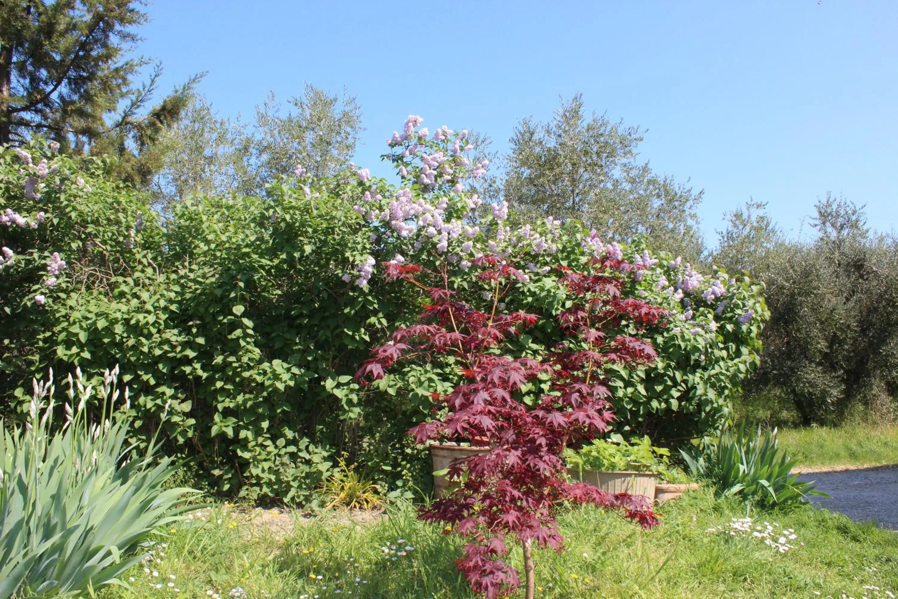 Garden in Bio Agriturismo Podere Pretoia