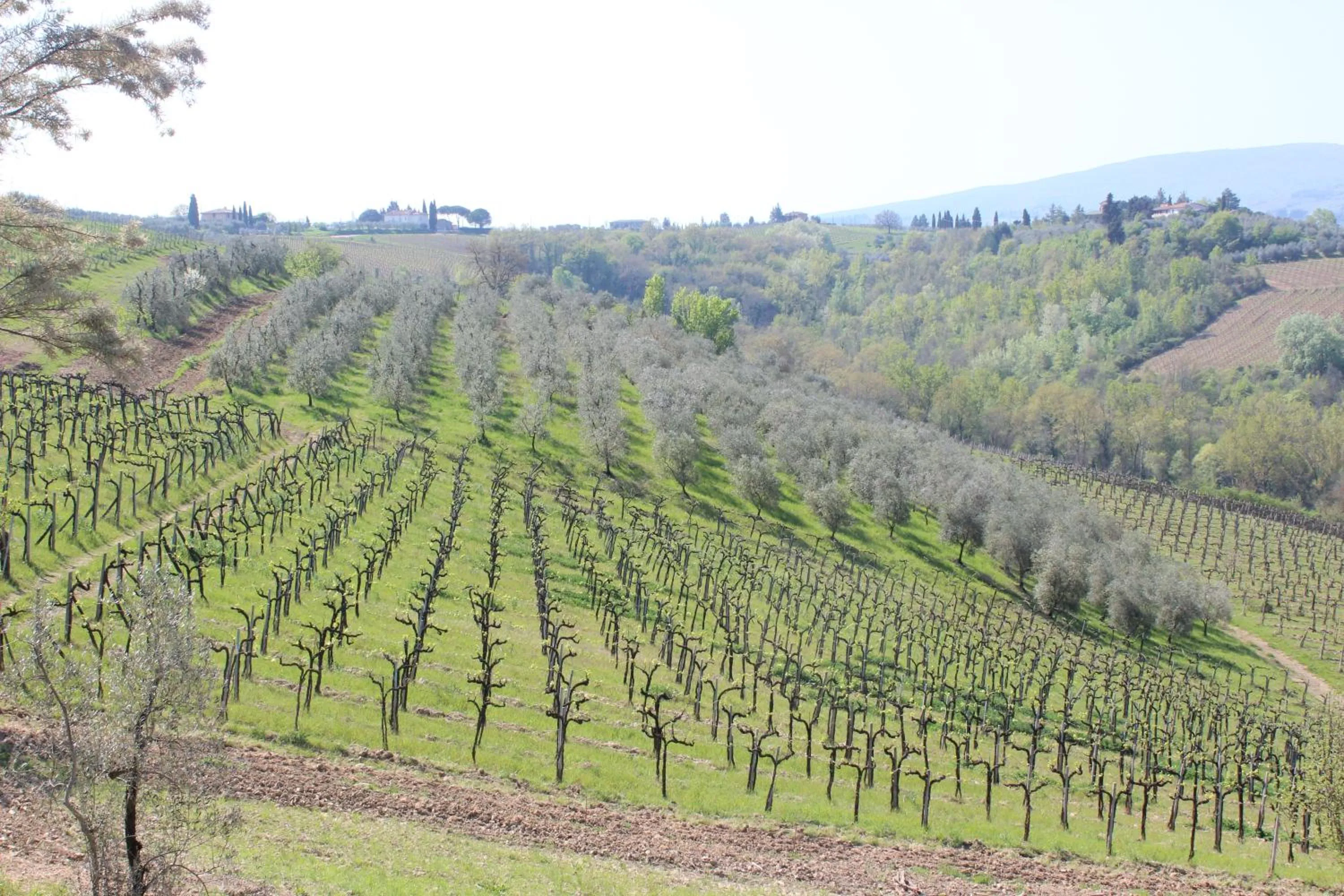 Spring in Bio Agriturismo Podere Pretoia