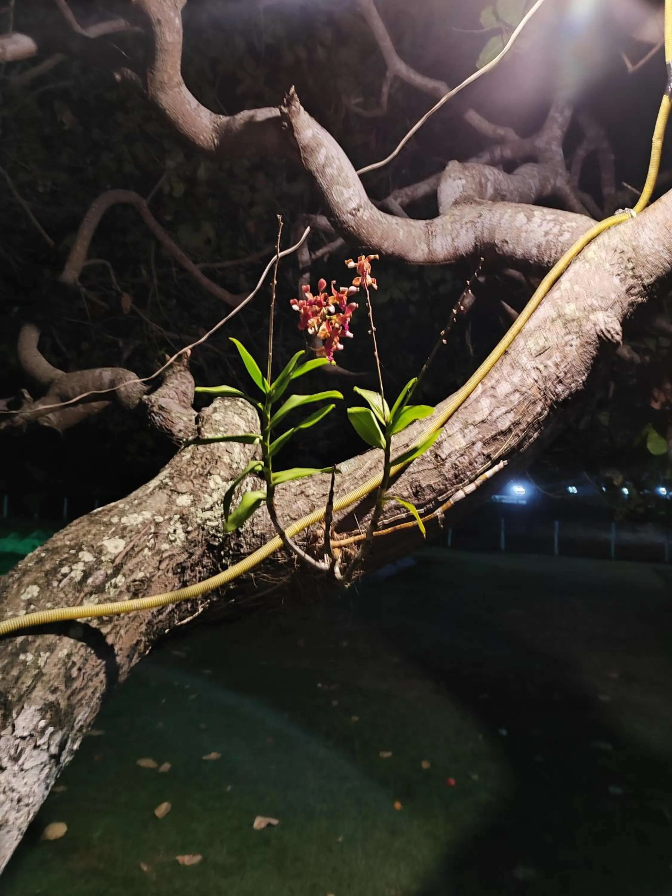 Natural landscape in Divinos Flat Carneiros