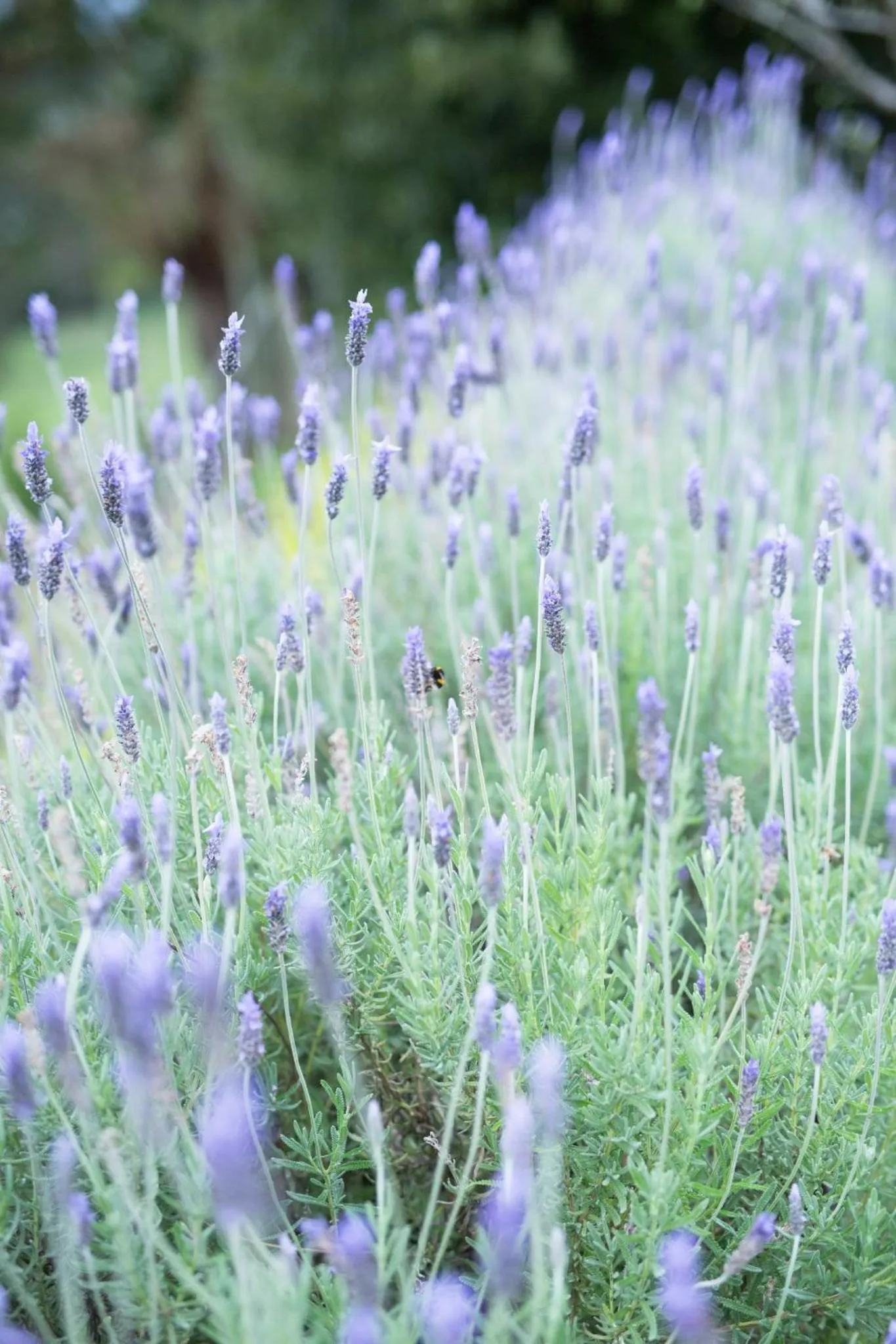 The French Country House, Tauranga