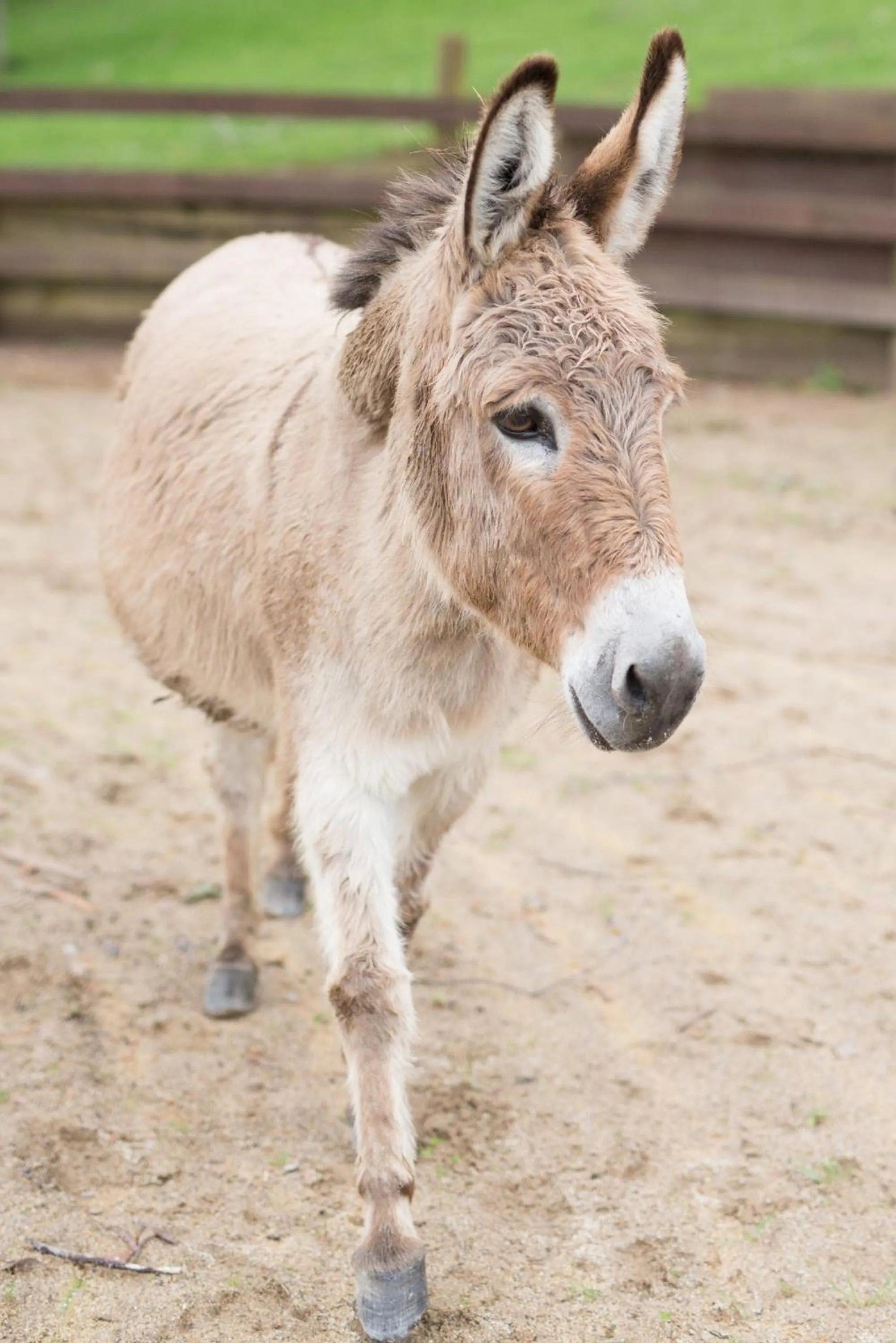The French Country House, Tauranga