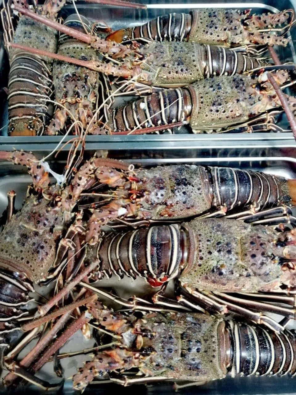 Restaurant/places to eat in Pensaò Big Game Maio