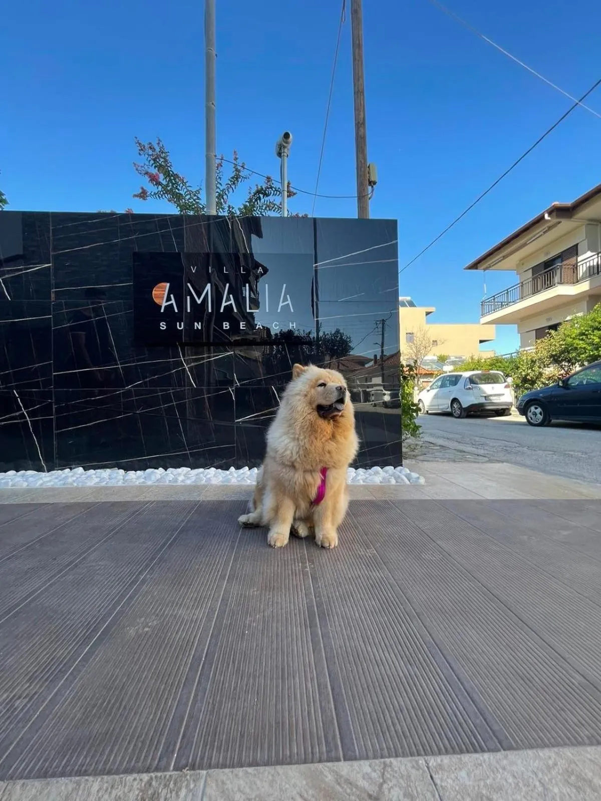 Pets in Villa Amalia Sun Beach