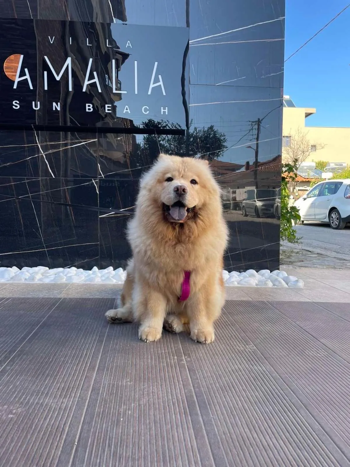 Pets in Villa Amalia Sun Beach