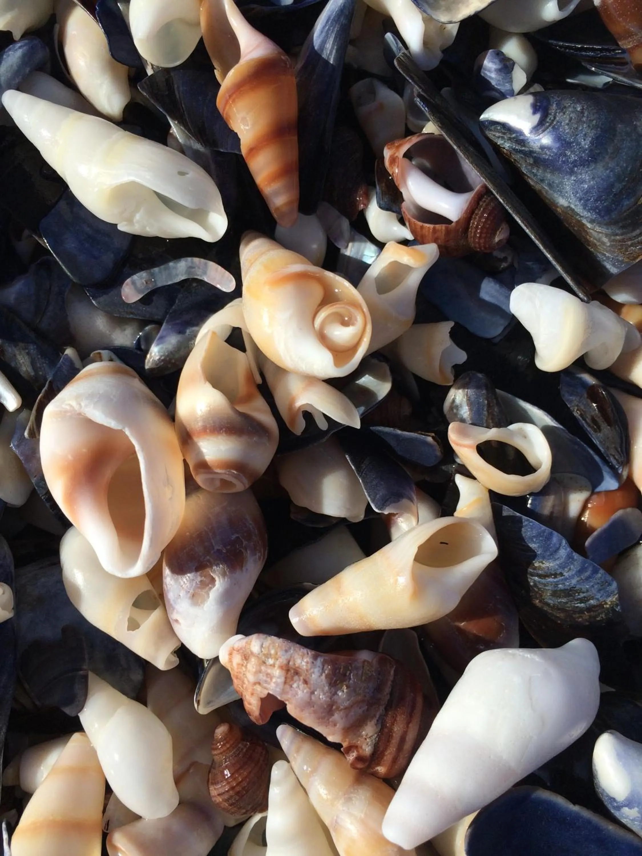 Nearby landmark in Hermanus Backpackers & Budget Accommodation