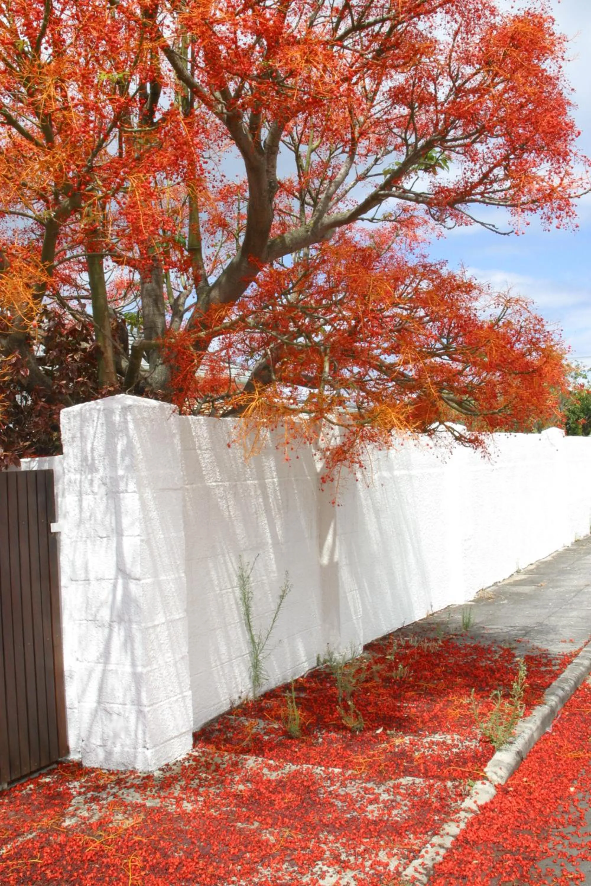 Neighbourhood in Hermanus Backpackers & Budget Accommodation