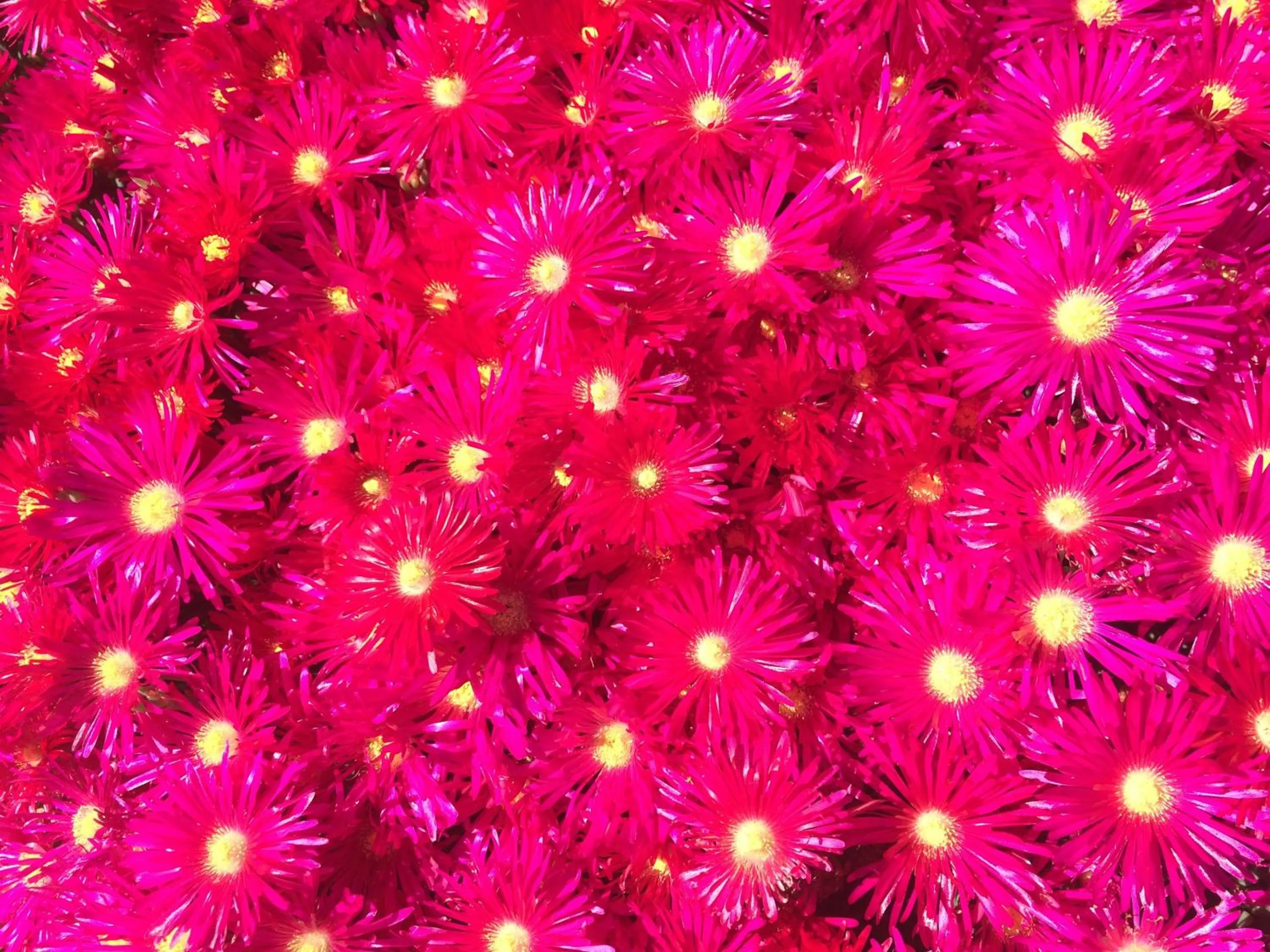 Natural landscape in Hermanus Backpackers & Budget Accommodation