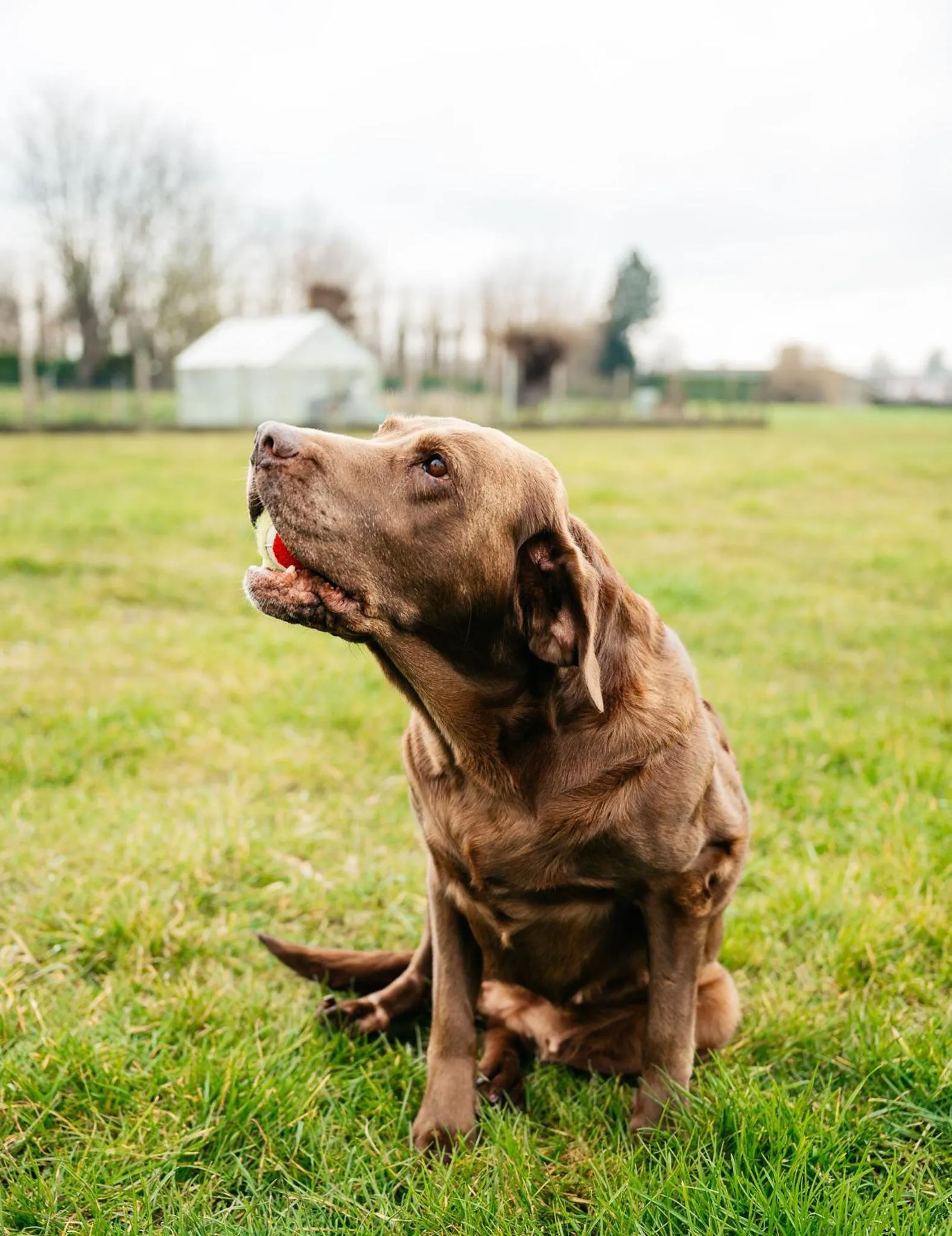 Pets in B&B Anna-Grace