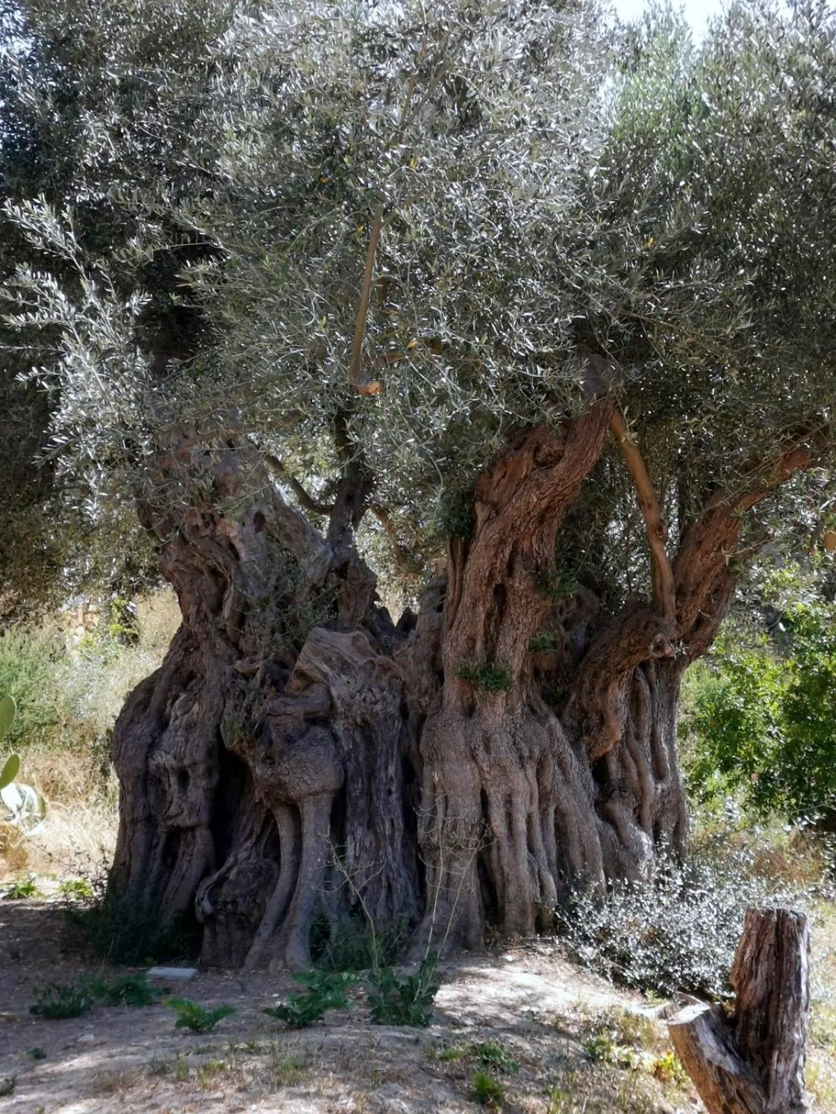 Garden in Villa La Lumia B&B Suites & Apartments