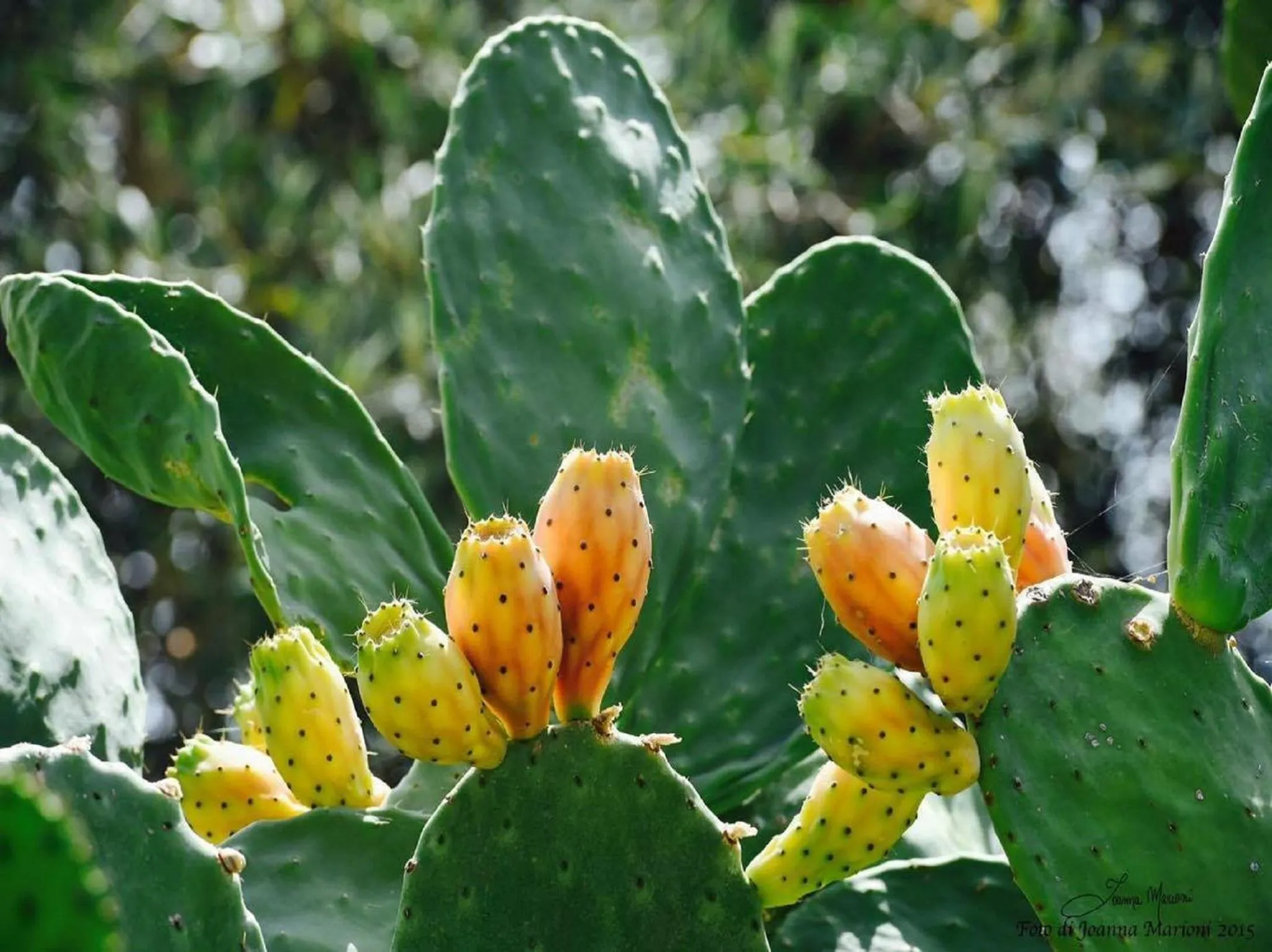 Garden in Villa La Lumia B&B Suites & Apartments