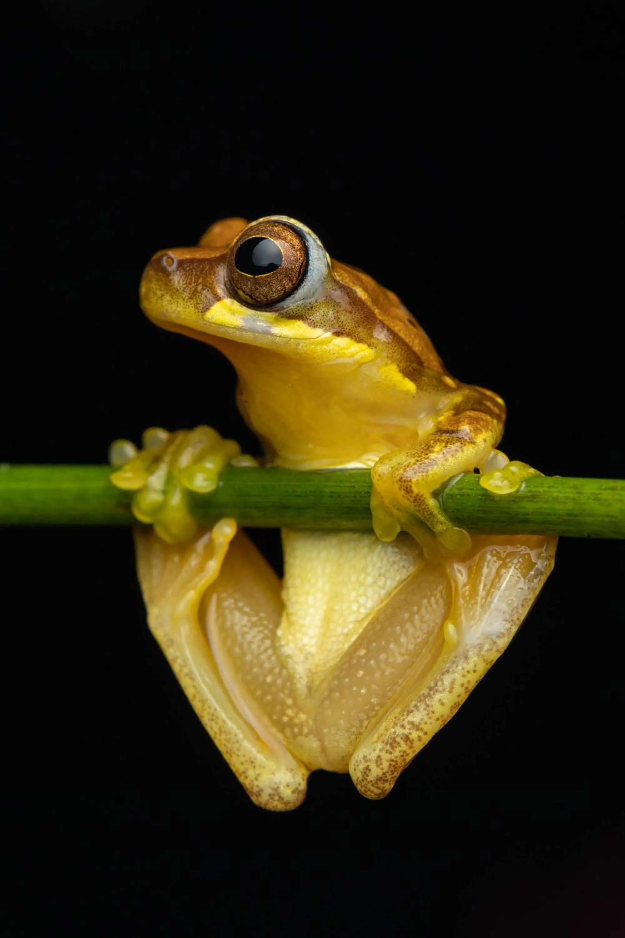 Animals in Tifakara Boutique Hotel & Birding Oasis