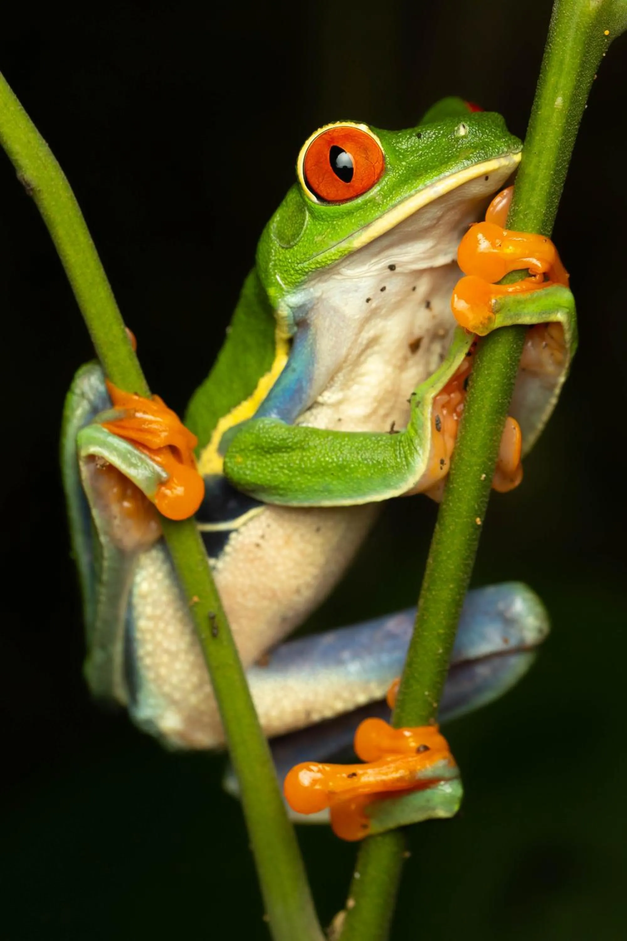 Animals in Tifakara Boutique Hotel & Birding Oasis