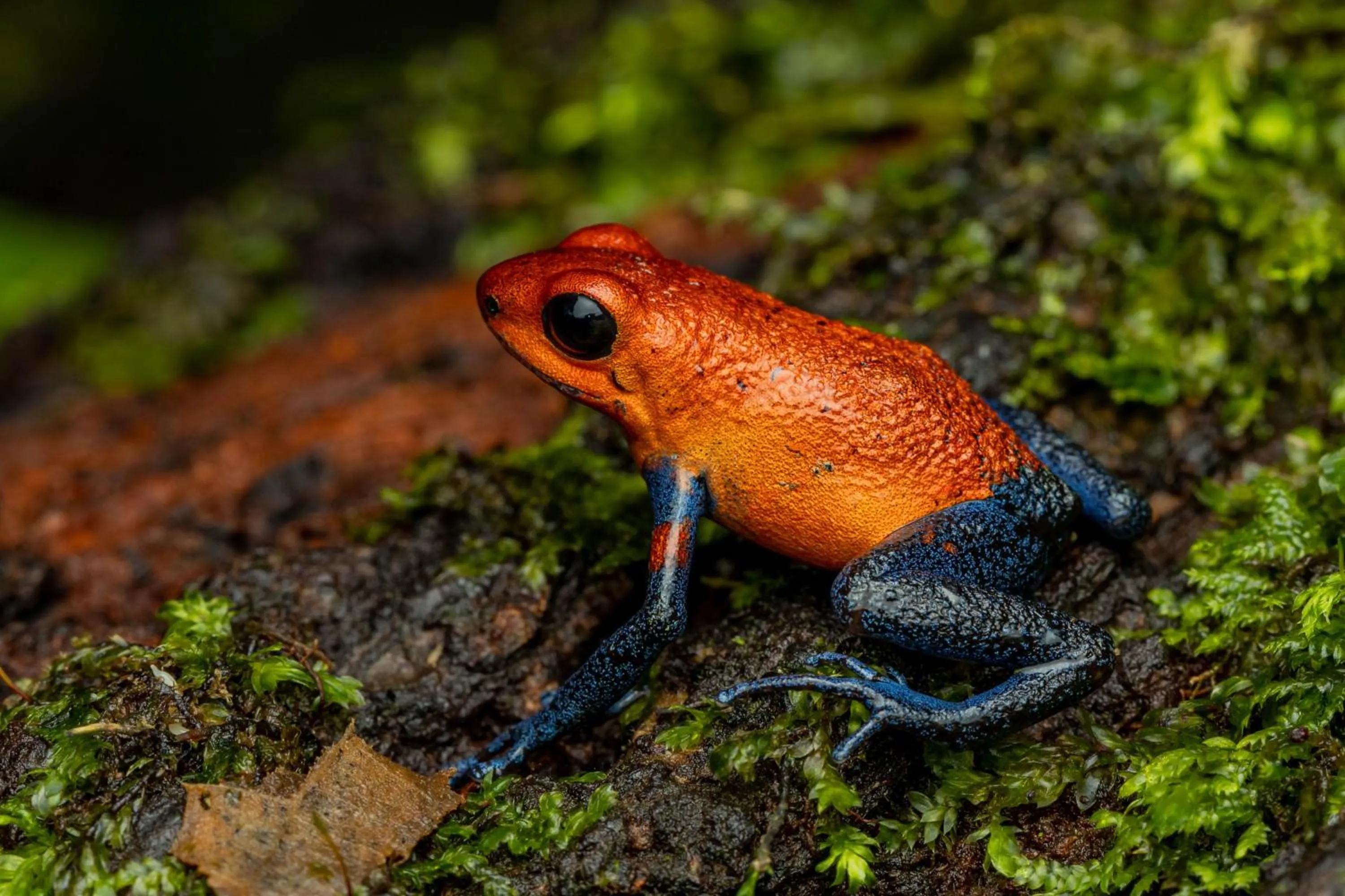 Animals in Tifakara Boutique Hotel & Birding Oasis