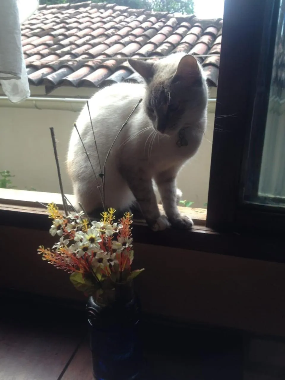 Pets in Pousada Mar e Sol