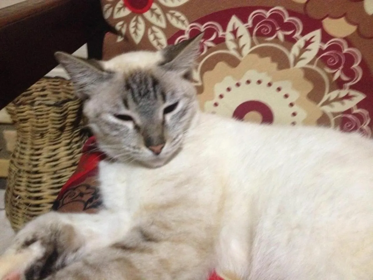 Pets in Pousada Mar e Sol