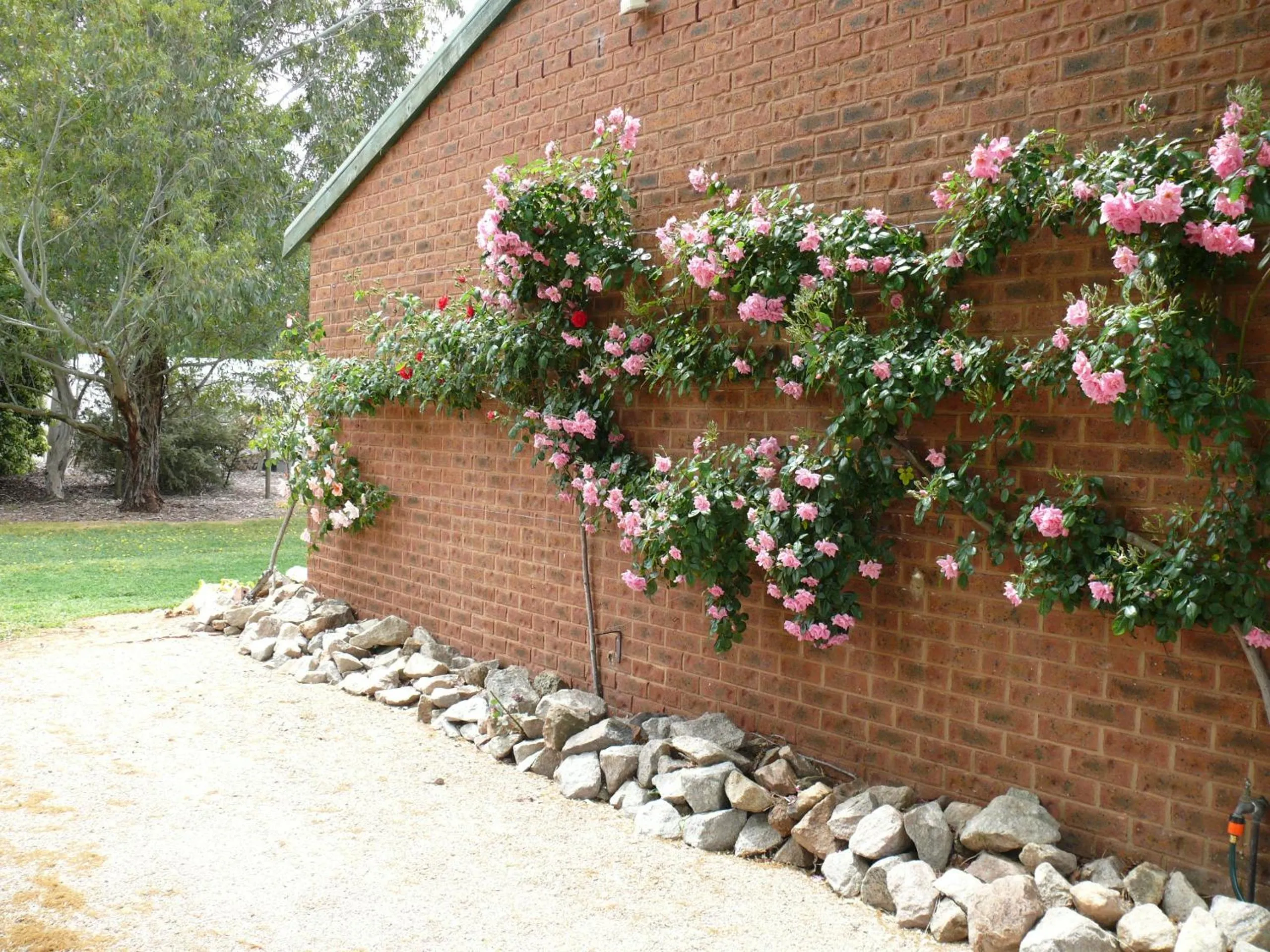 Garden view in Milawa Motel