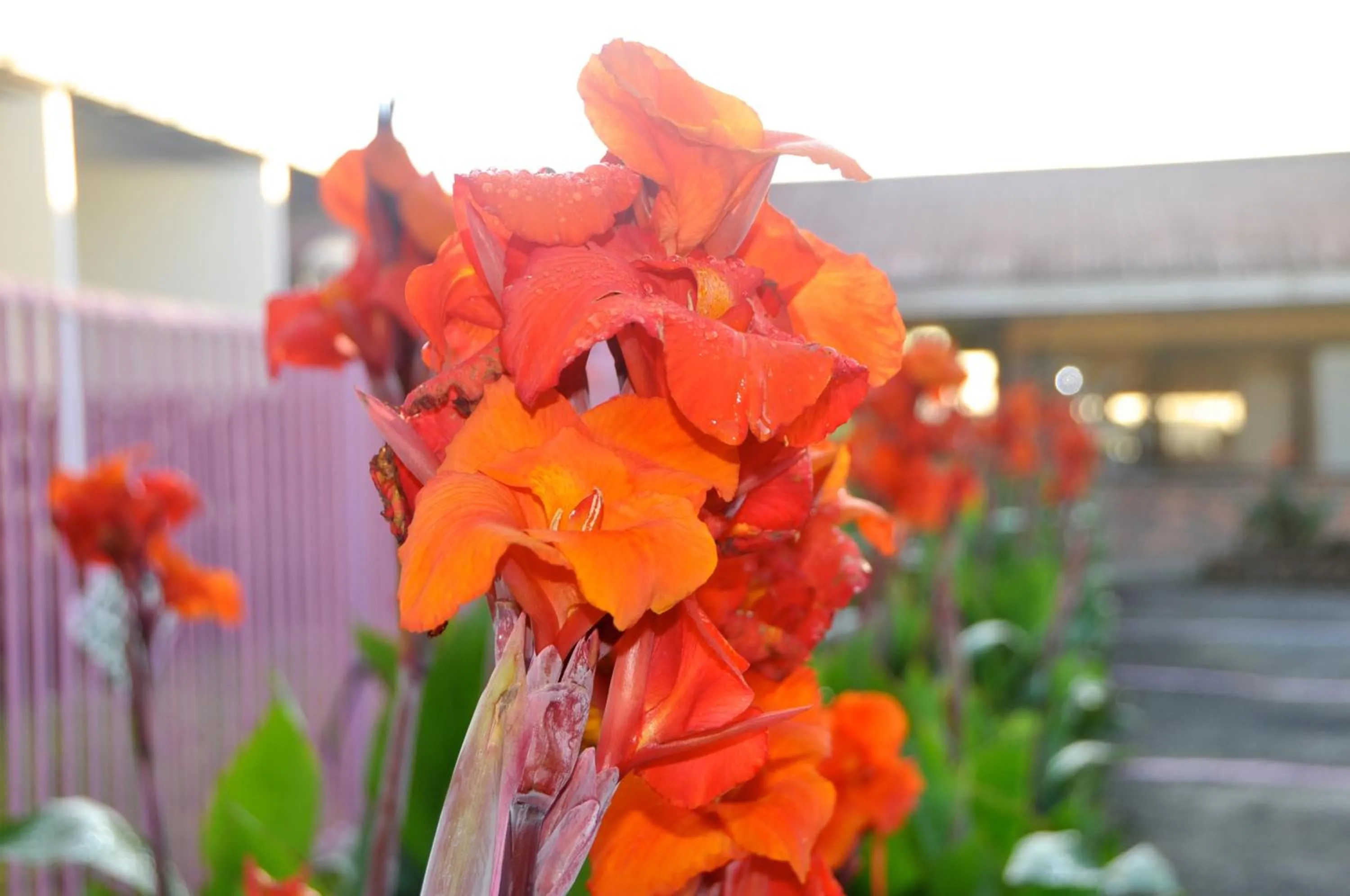 Decorative detail in Nabalu Kundasang