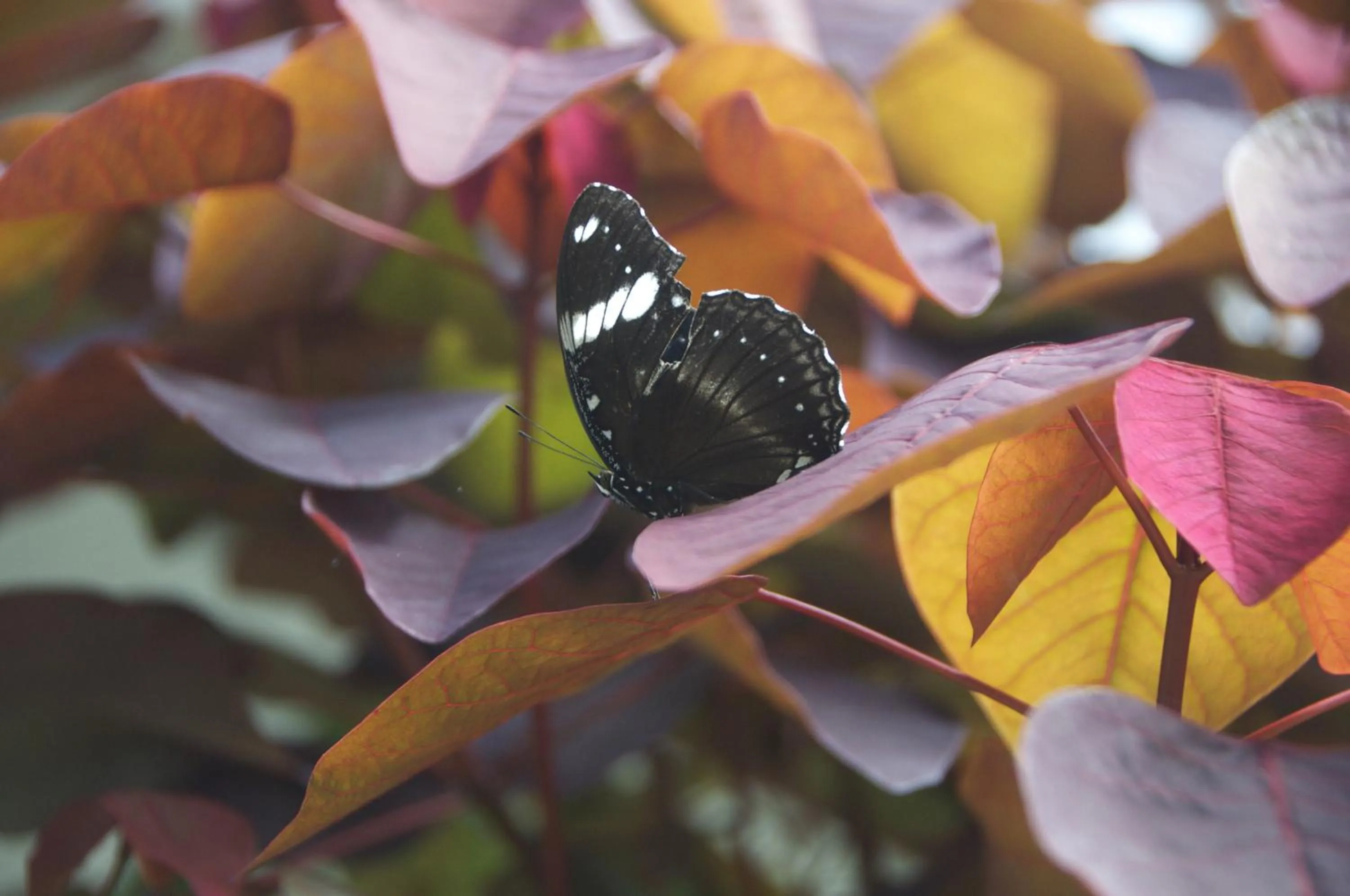 Other in Nabalu Kundasang