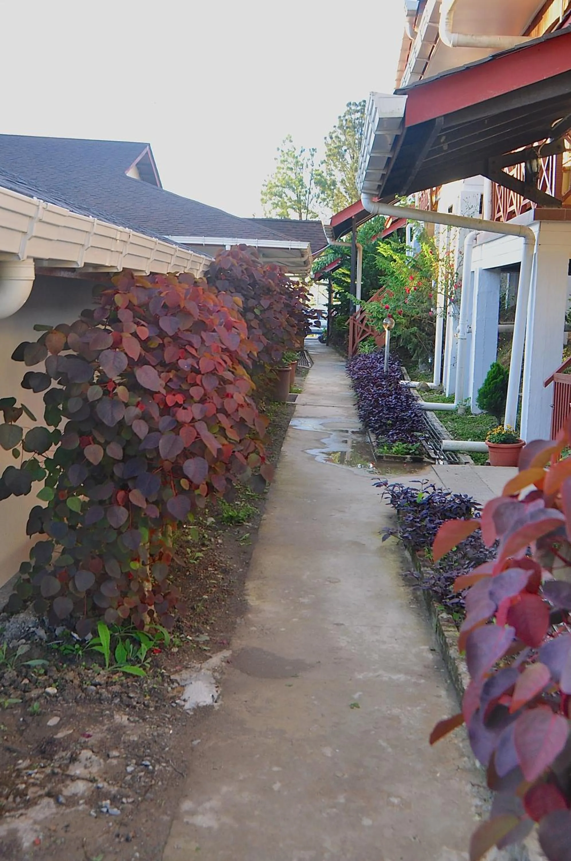 Garden in Nabalu Kundasang
