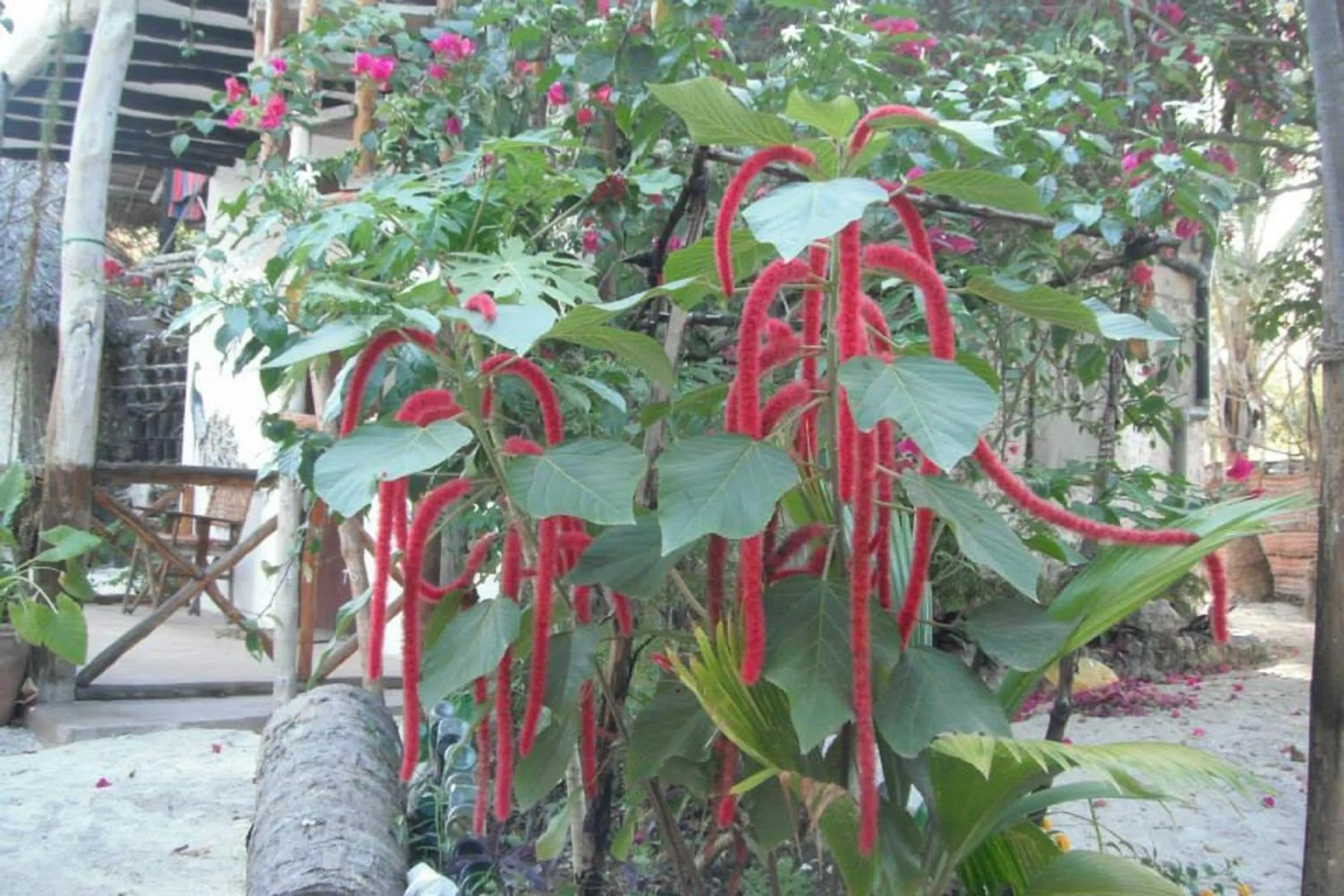 Garden in Mustapha' s Place