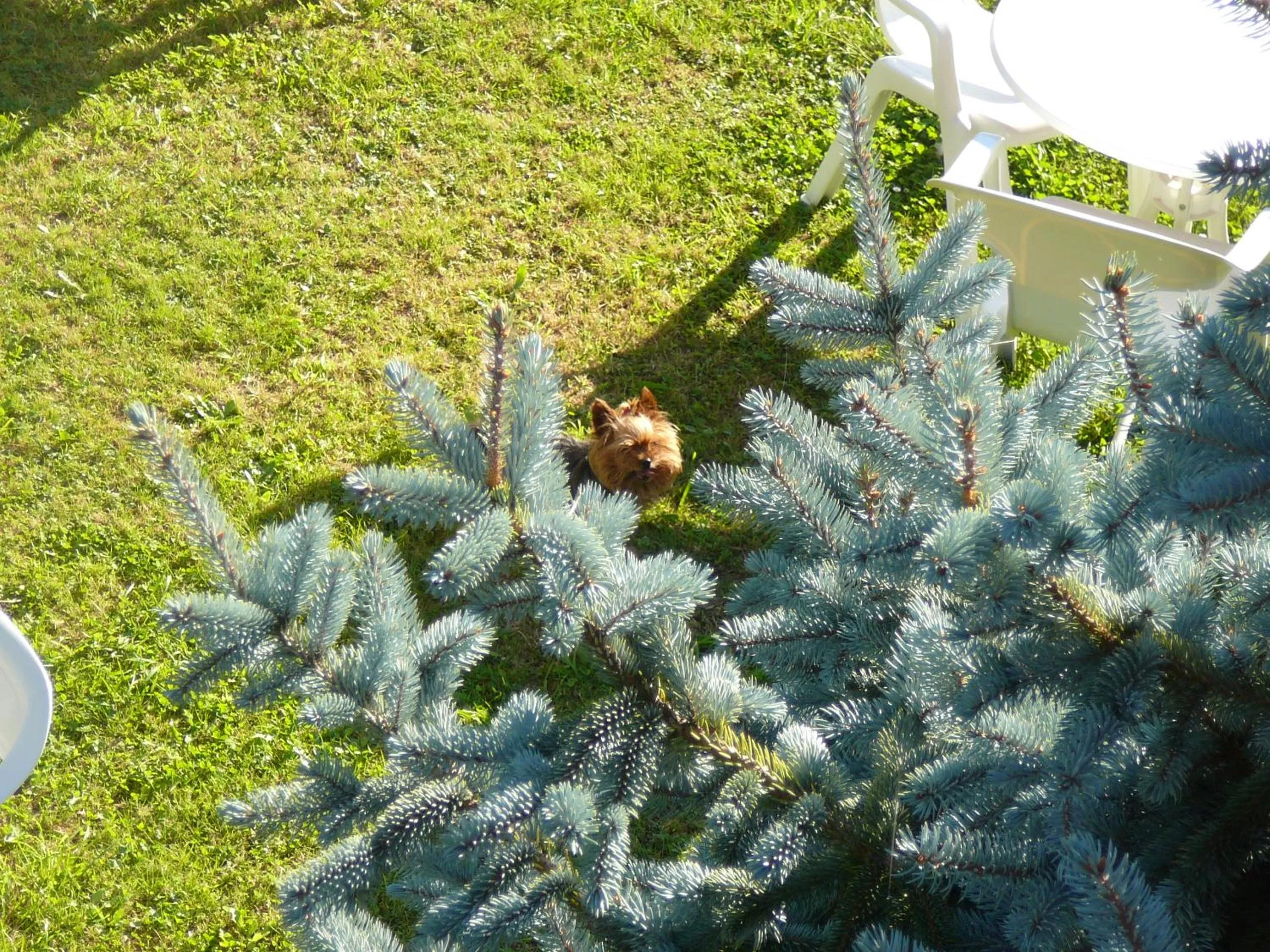 Pets in Hotel el Pinar