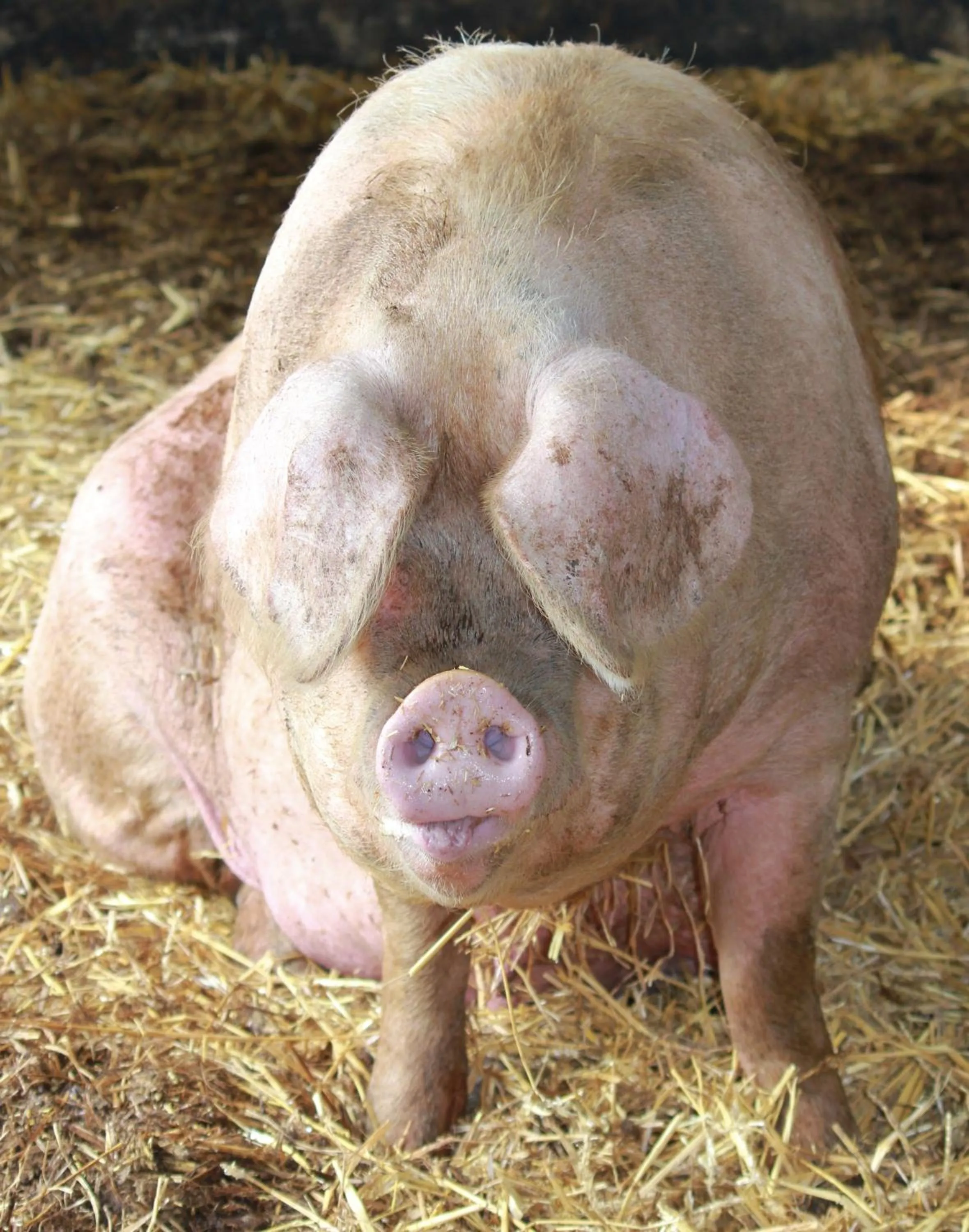 Animals in Millmoor Farm Holidays