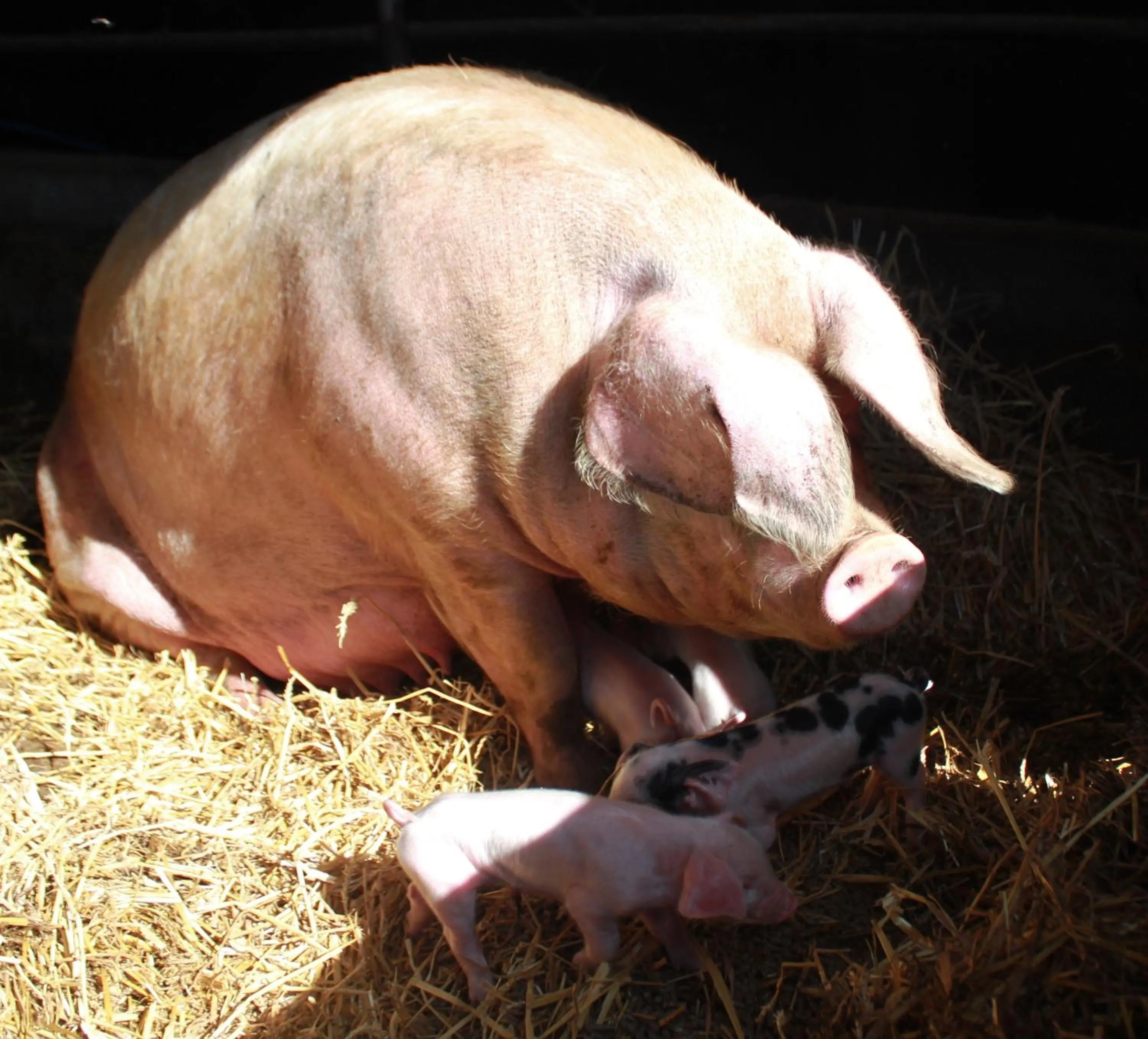 Animals in Millmoor Farm Holidays