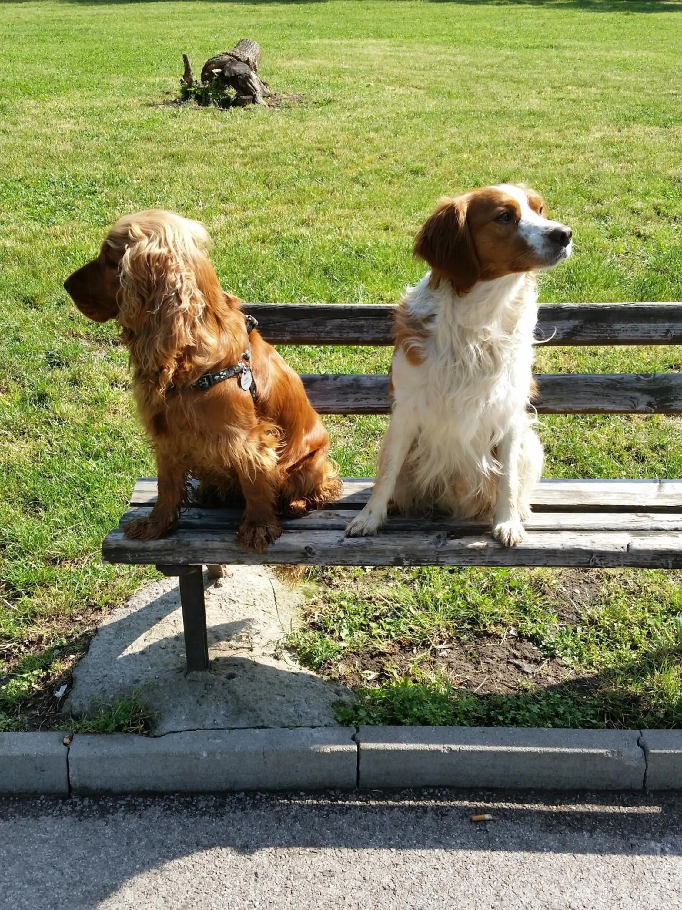 Pets in Apartments Carrera