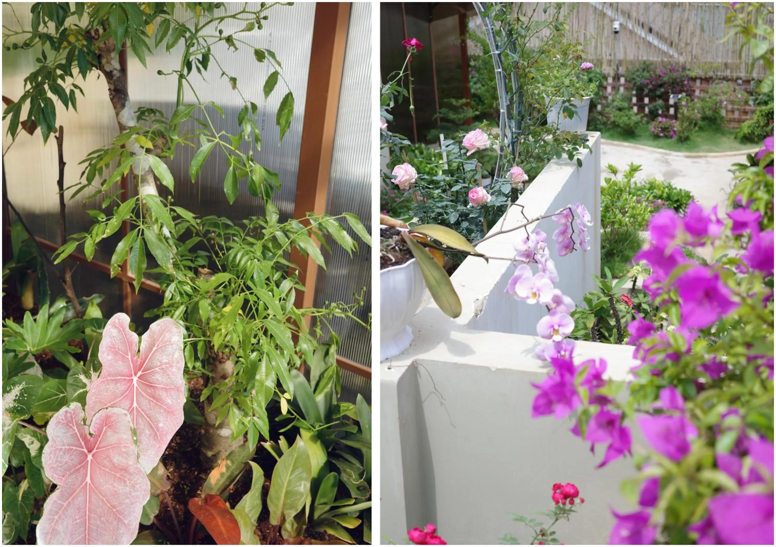 Garden in Le Macaron Garden Stay - City Boutique Hotel Da Lat