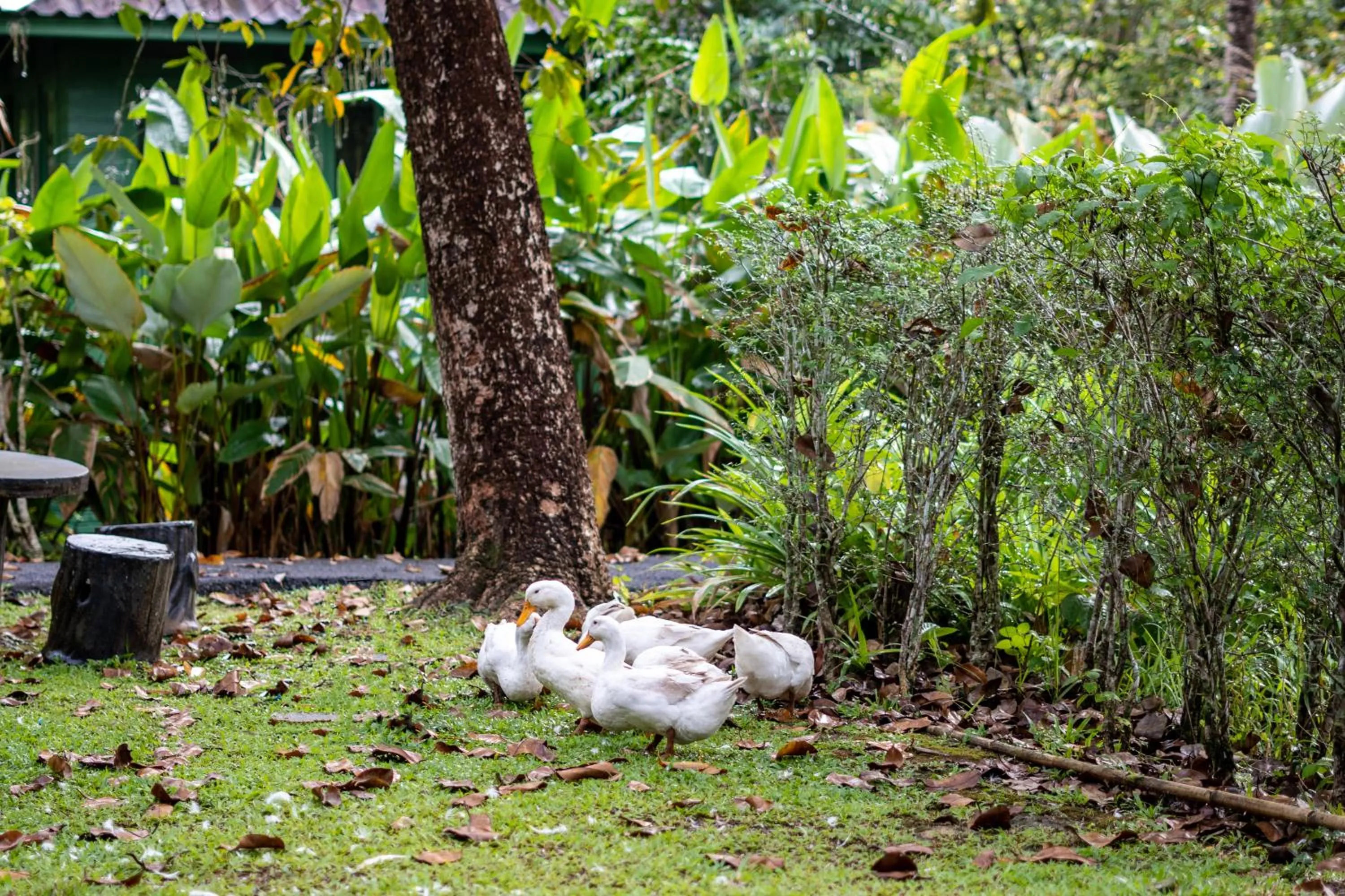 Garden in Blu Monkey Pooltara Krabi Hotel & Villas Pet Friendly