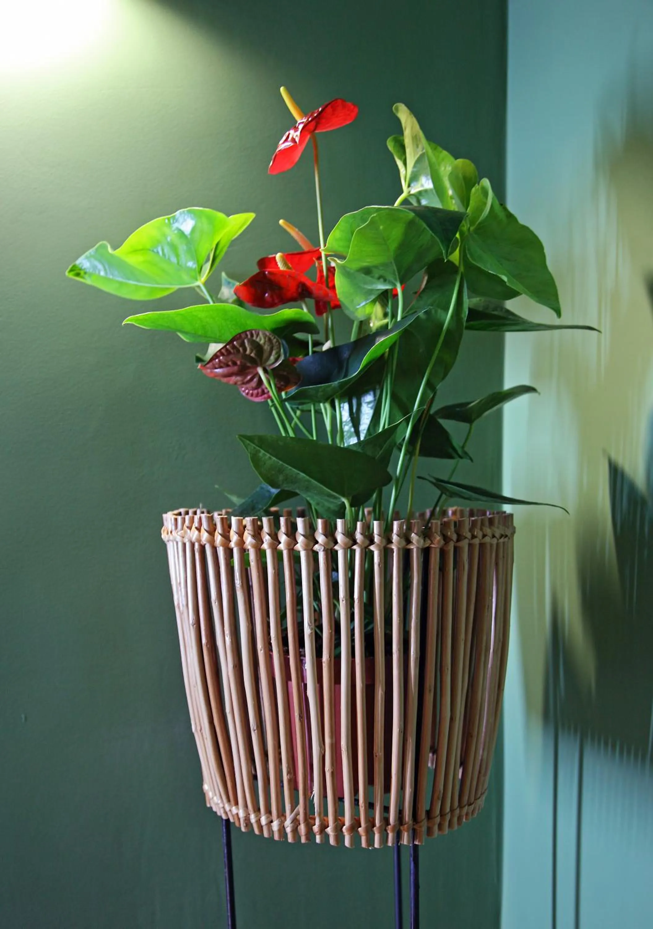 Area and facilities in 29 Madeira Hostel