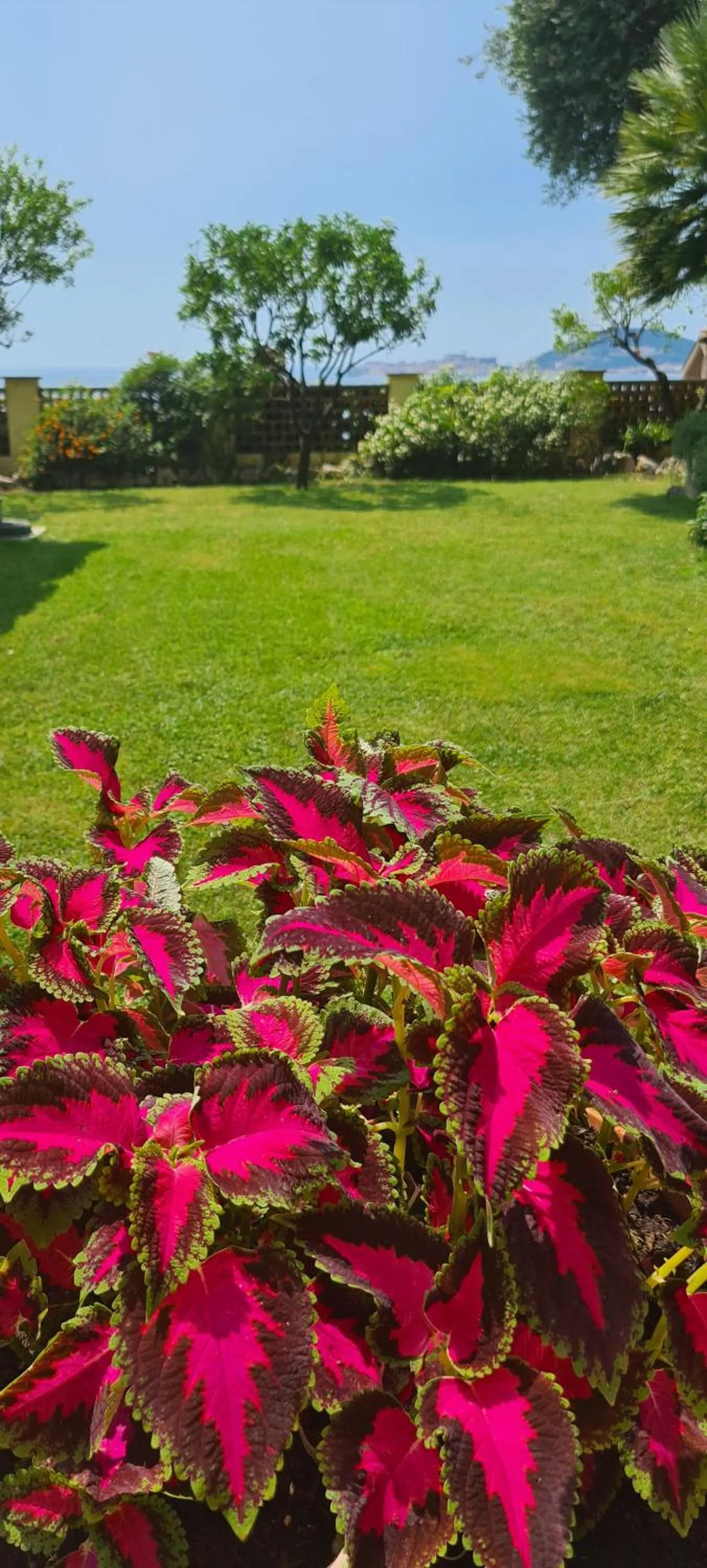 Garden in Villa Olga B&B