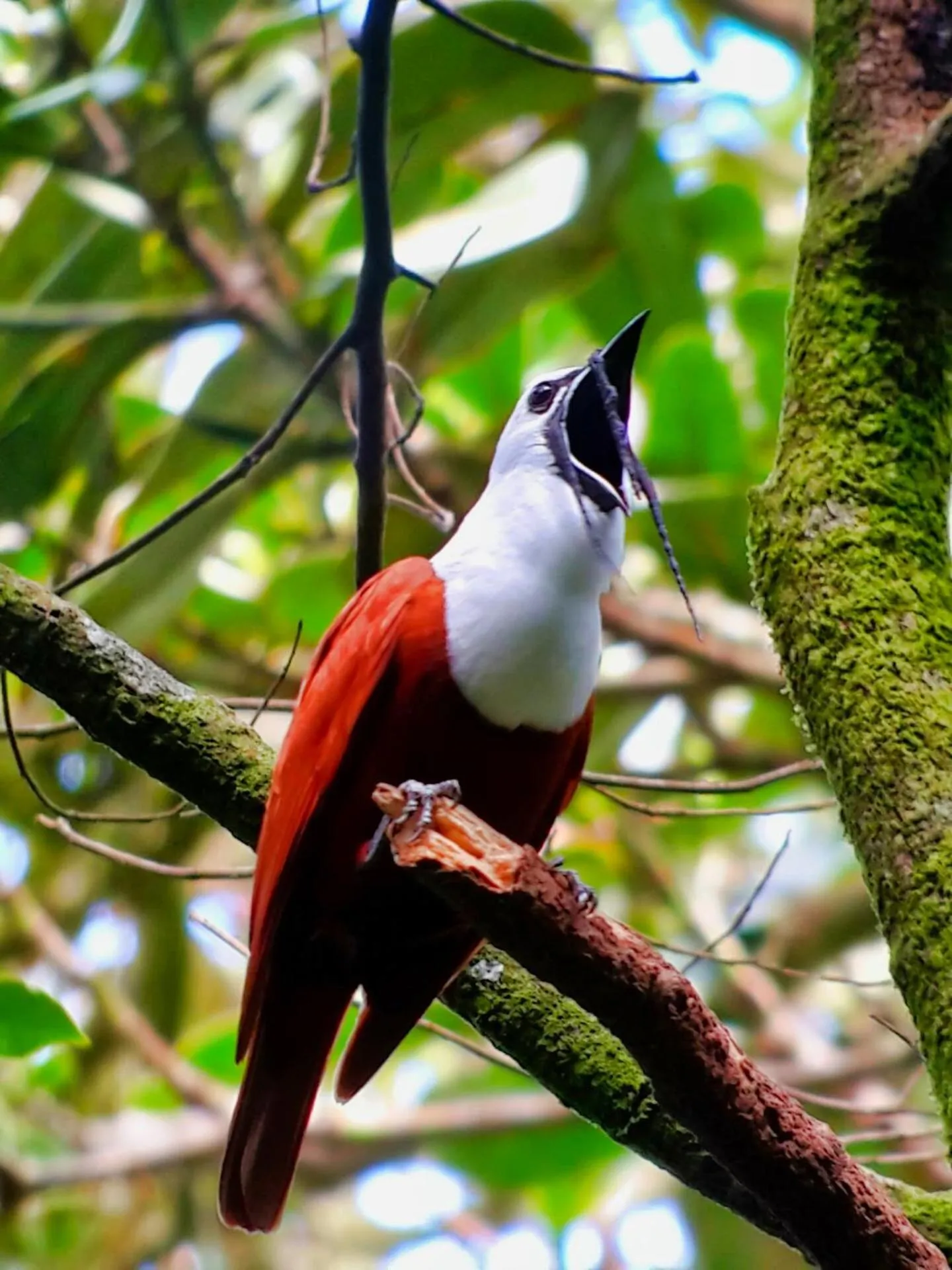 Natural landscape in Jaguarundi Jungle Lodge - Monteverde