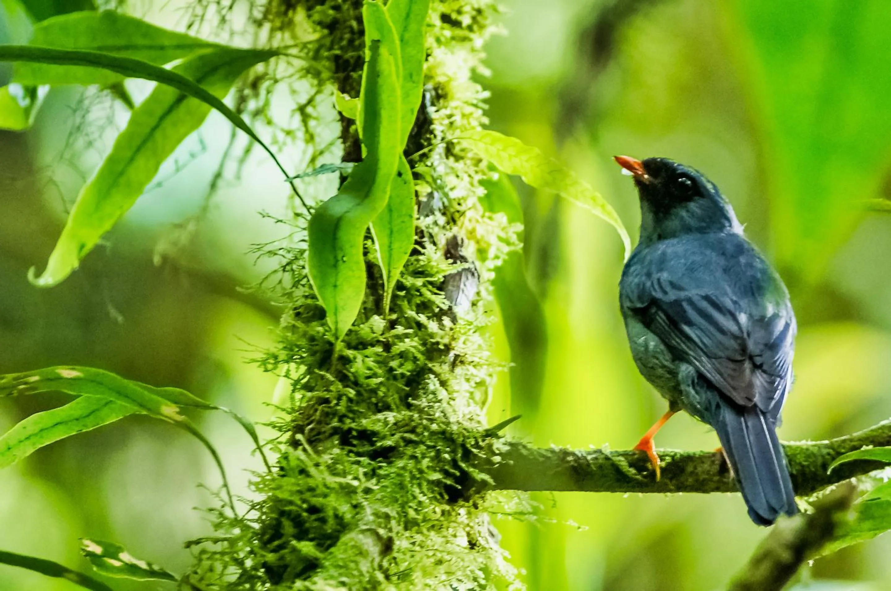 Animals in Jaguarundi Jungle Lodge - Monteverde