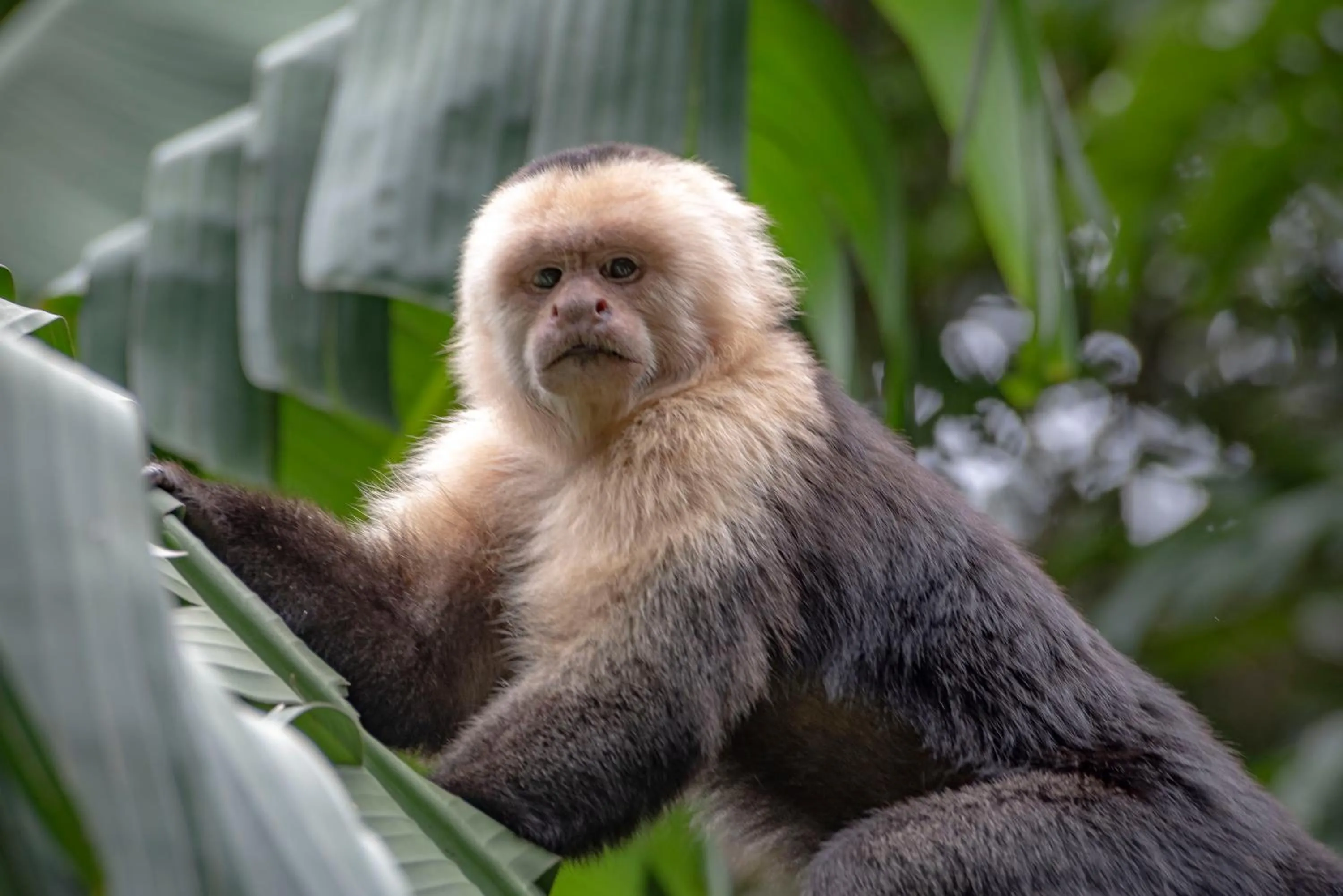 Animals in Jaguarundi Jungle Lodge - Monteverde