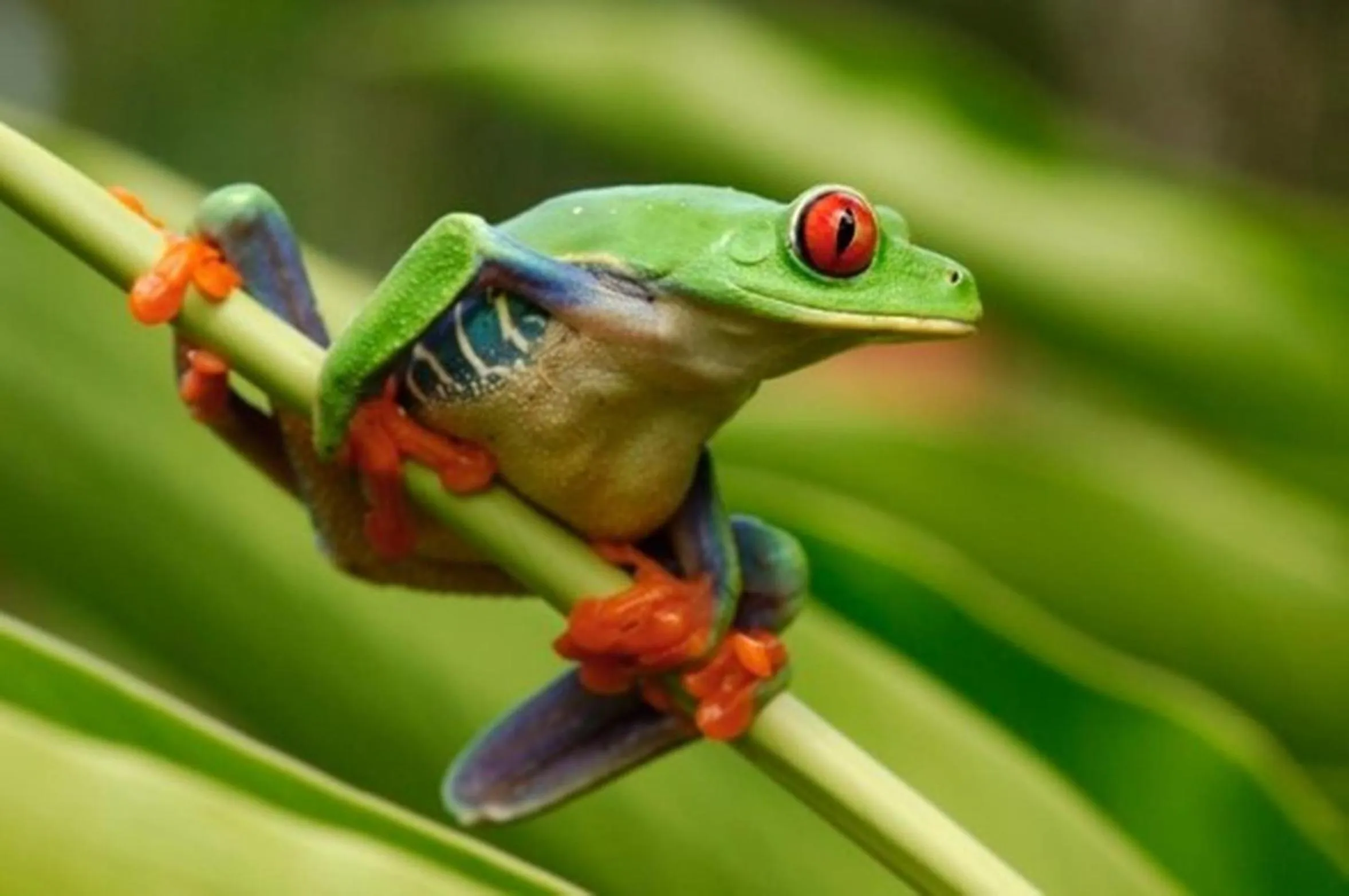 Other in Selva Verde Lodge