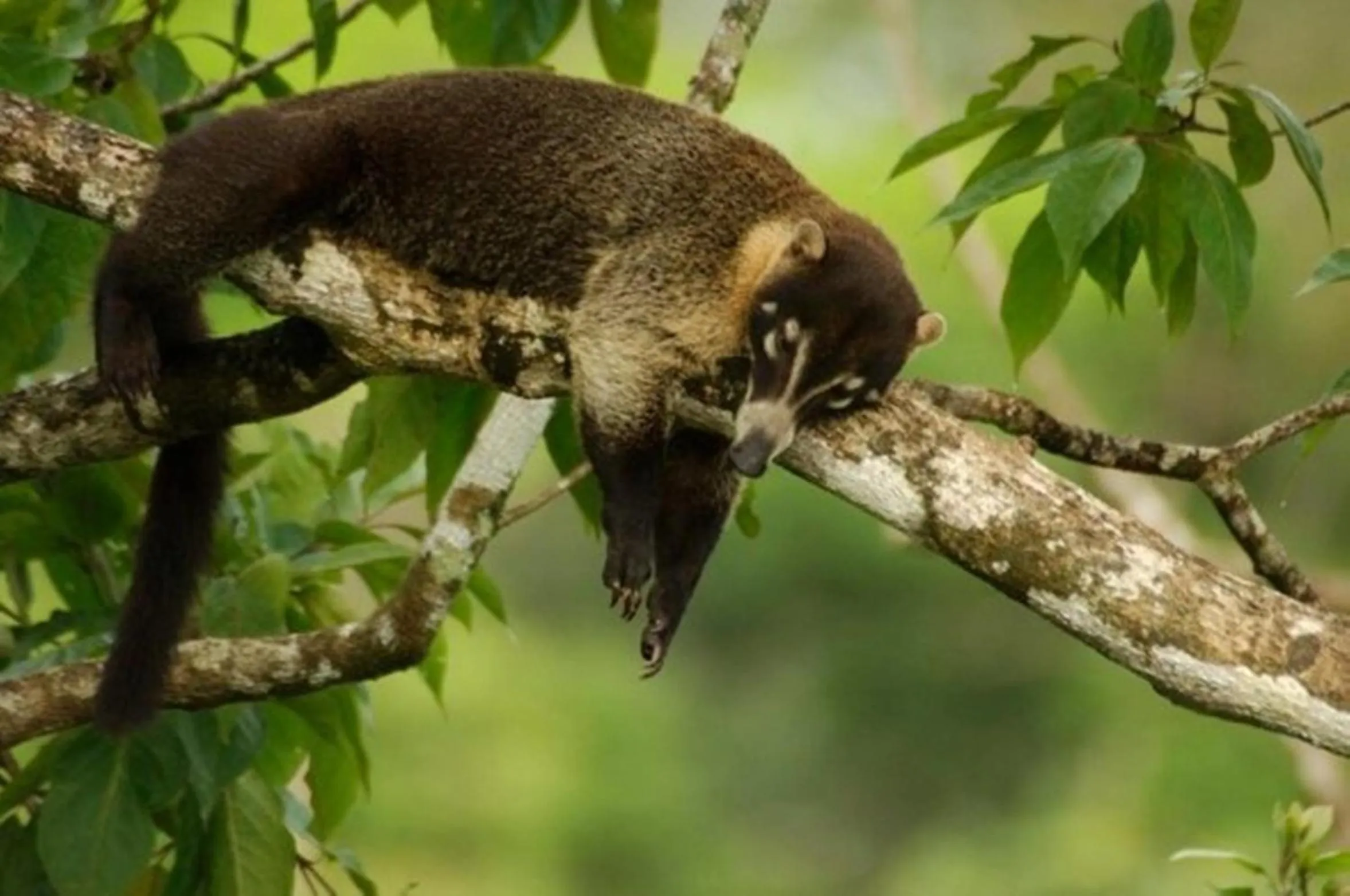 Animals in Selva Verde Lodge