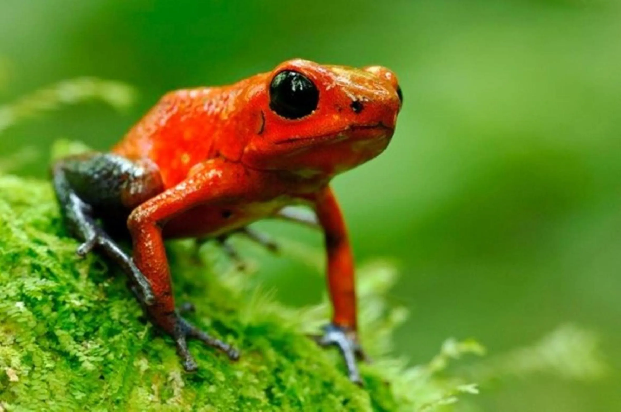 Other in Selva Verde Lodge